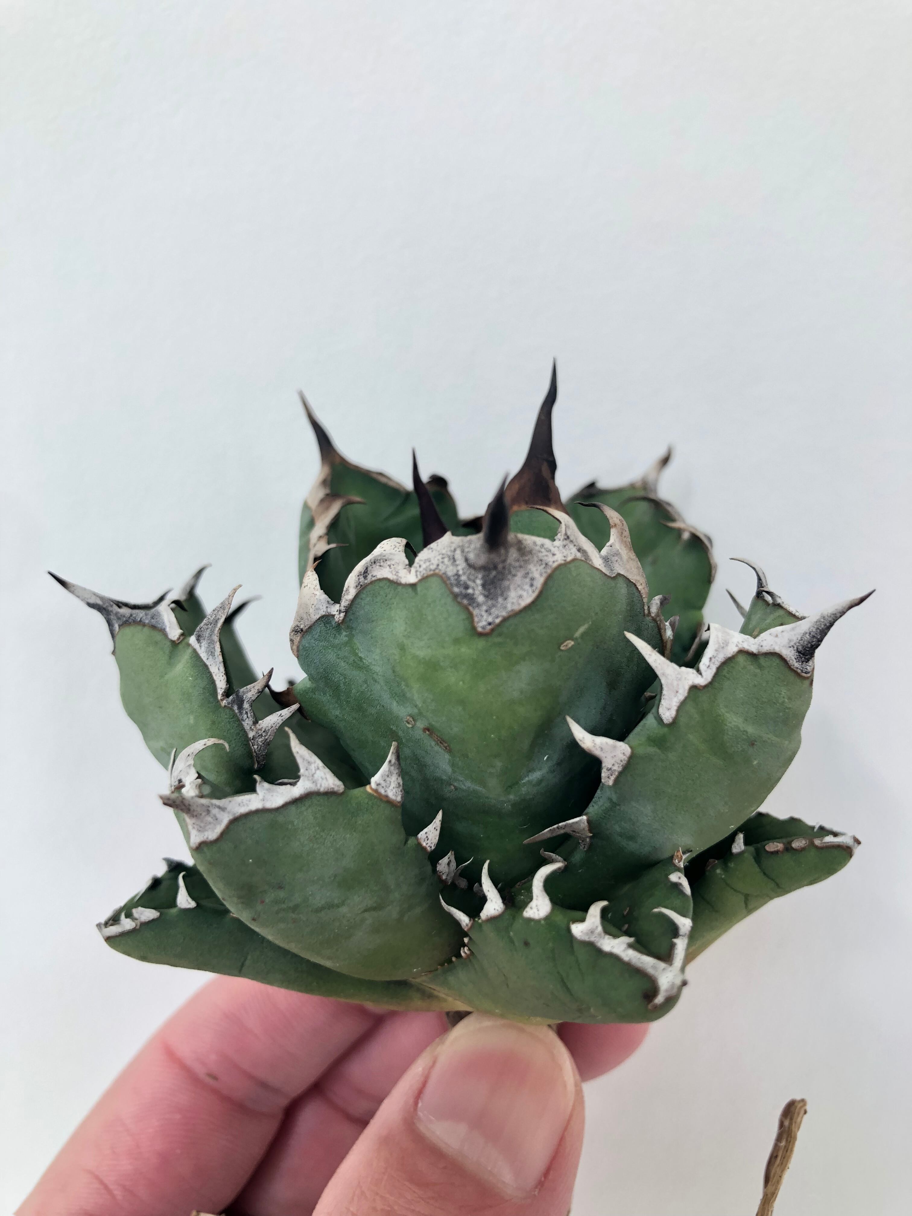 アガベ エボリスピナ実生 ロングスパイン アガベエボリスピナロングスパイン良型