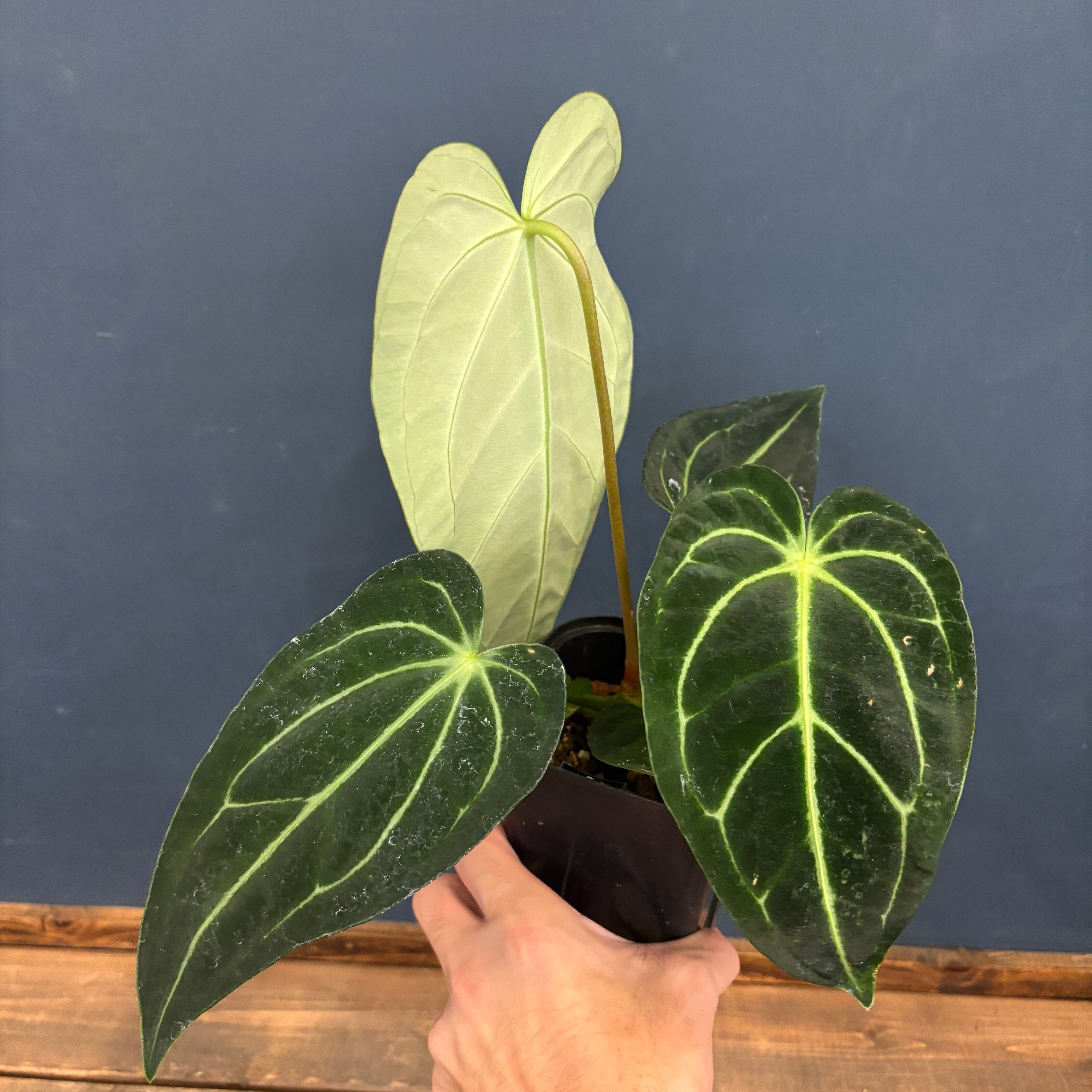 アンスリウム レガレ アンスリウム レガレ 最近アンスリウムを数種類お迎えしました