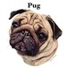 gray original Dog face &breed printed S/S TEE［Pug(Face)］