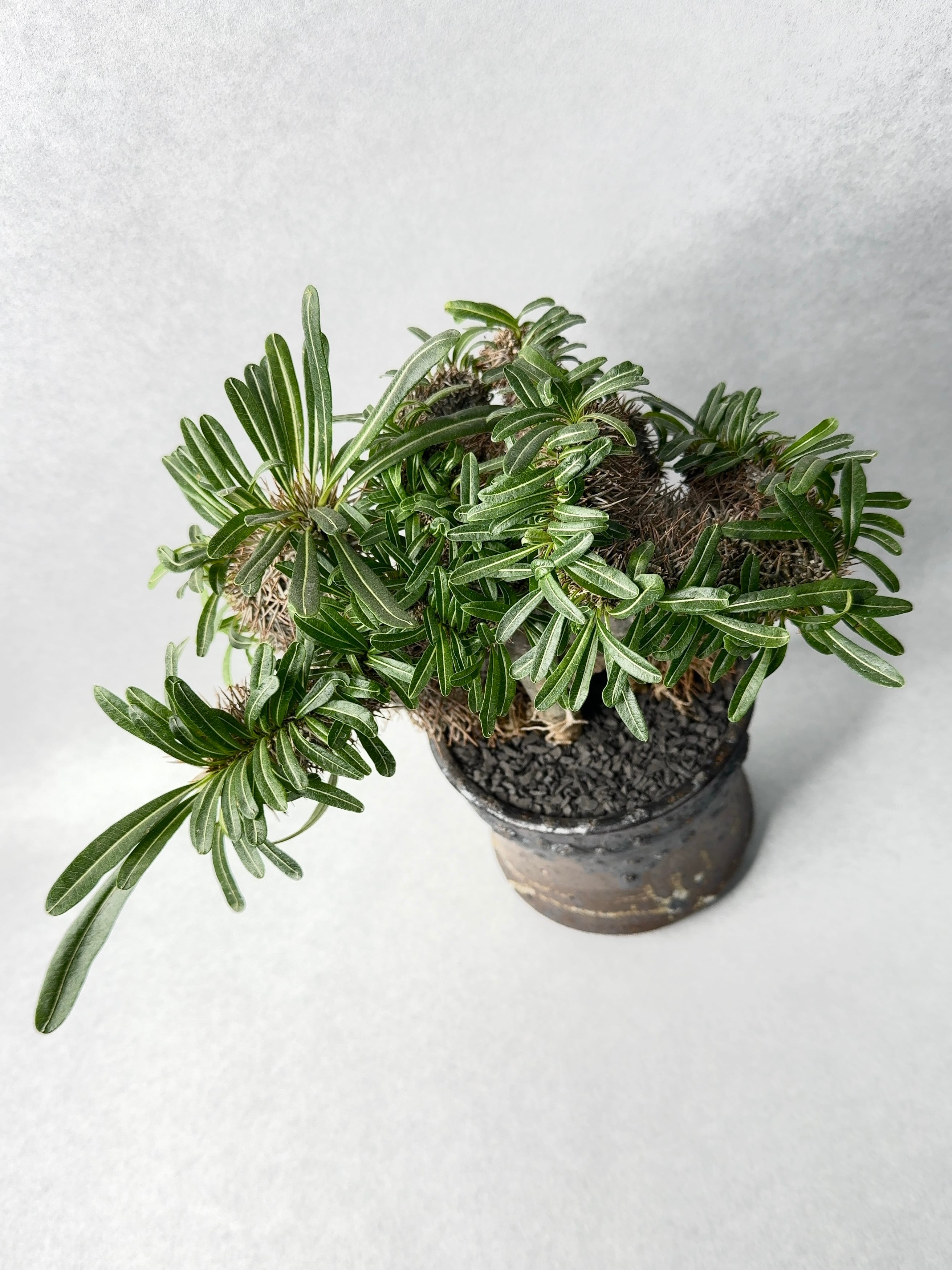 パキポディウム・ラメリー綴化 | trigger