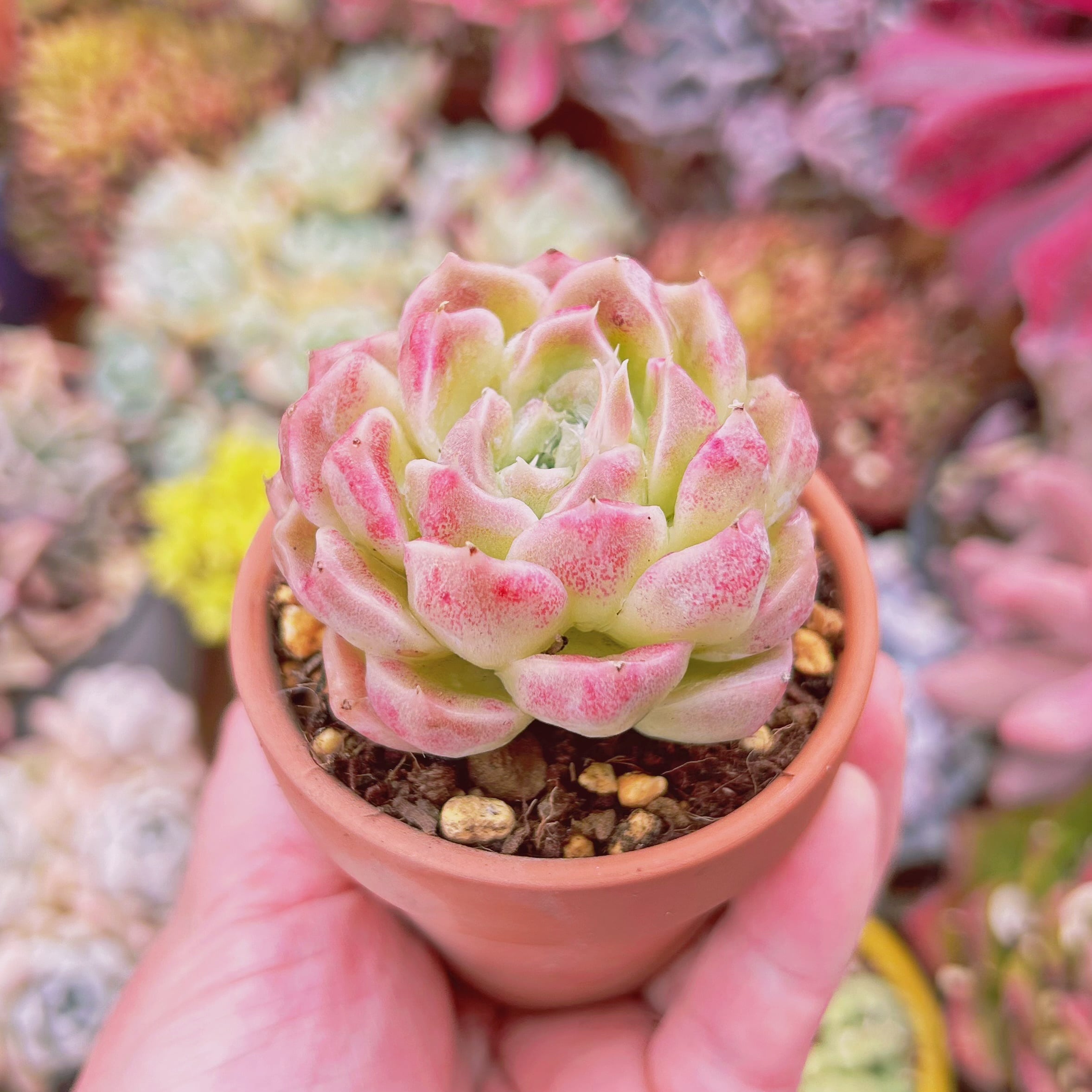 多肉植物 新品種 虹月影(錦つき) | るる農園~多肉植物専門