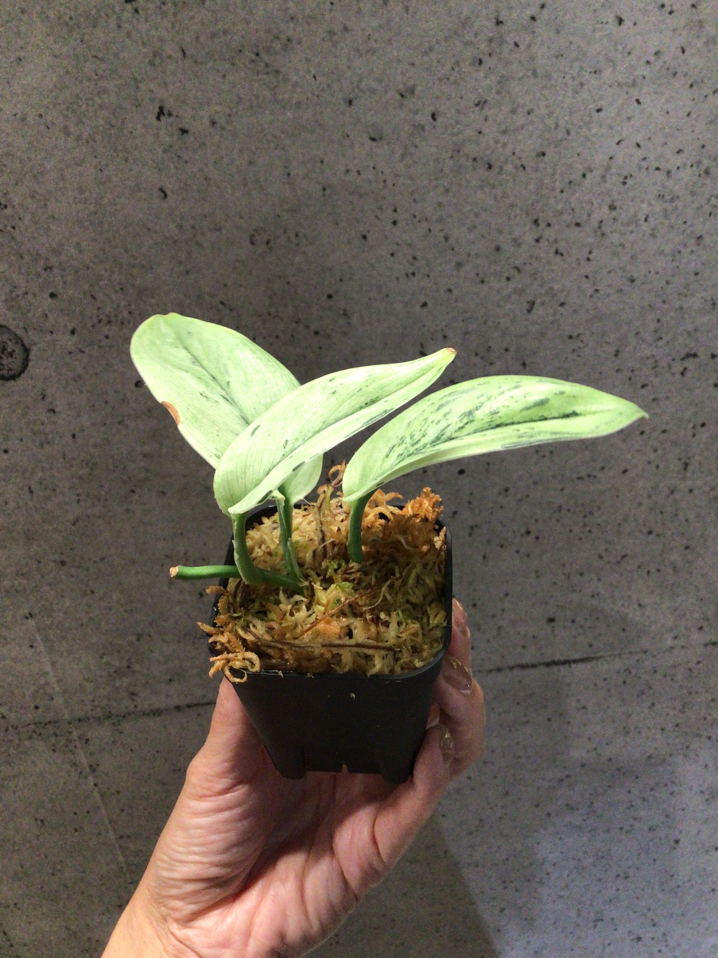 S80 スキンダプサス スーパースター | MIDORIYA 観葉植物専門店