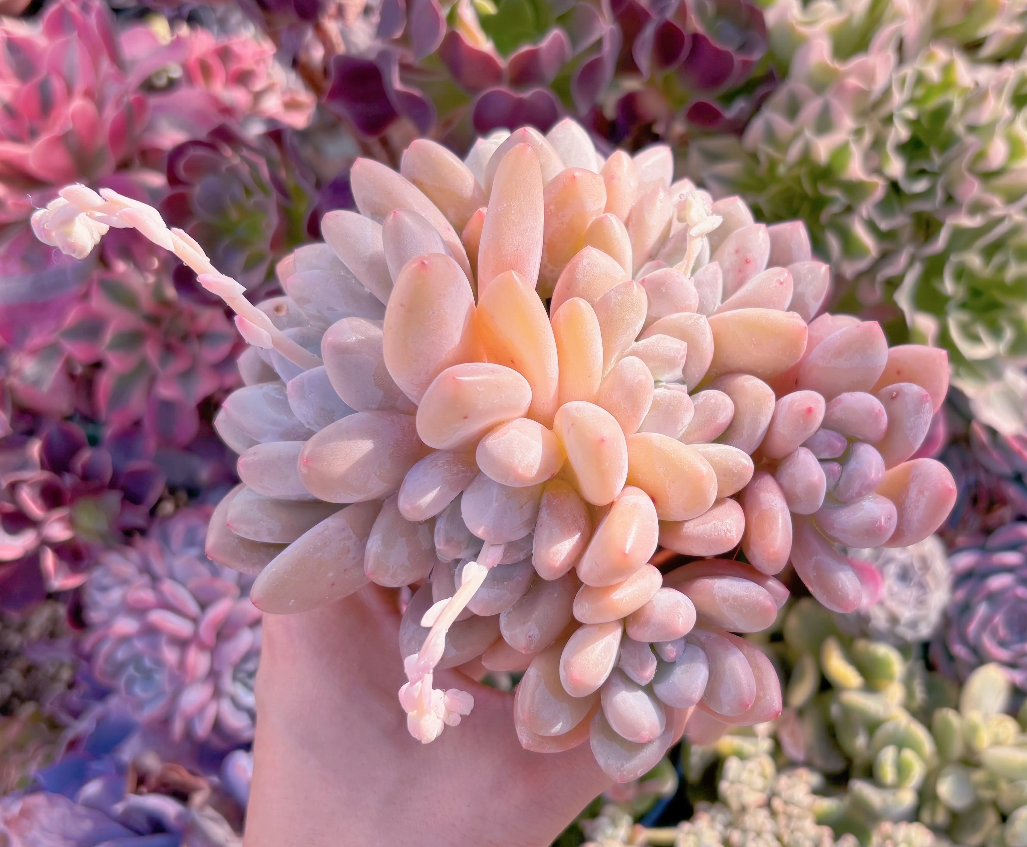 現品　ベビースイート#1137　群生　新入荷　るる農園