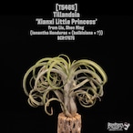 【送料無料】'Xianxi Little Princess'〔エアプランツ〕現品発送T5465