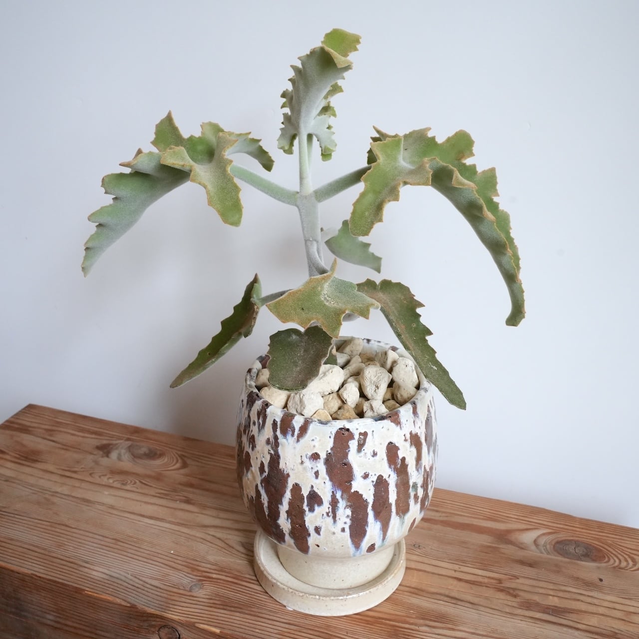 送料込み】観葉植物 カランコエ ベハレンシス 5号サイズ 陶器鉢 | 草陽香