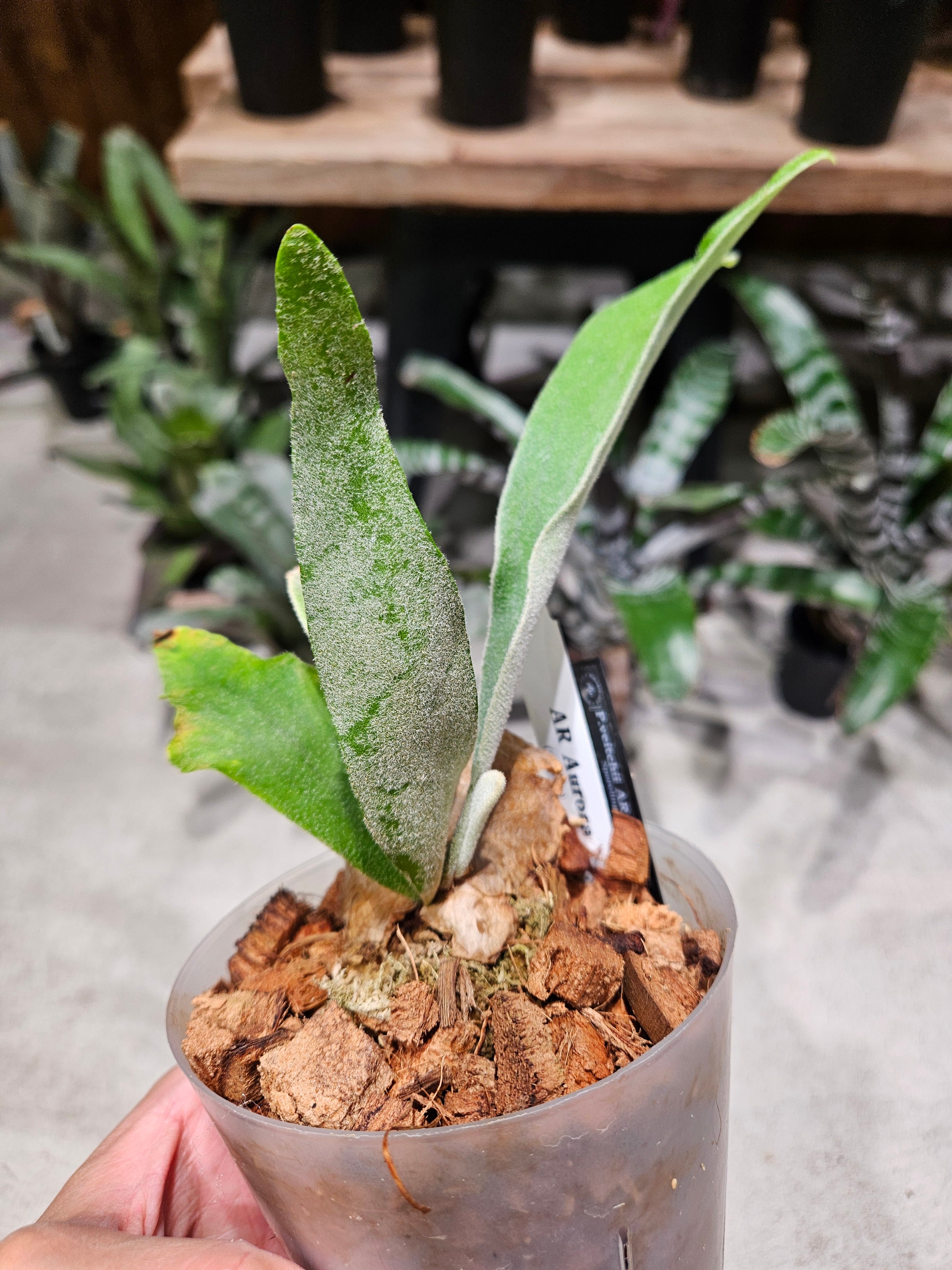 P.veitchii AR Aurora Sporelings (Auburn River) 【artPLANTs/PLANTS