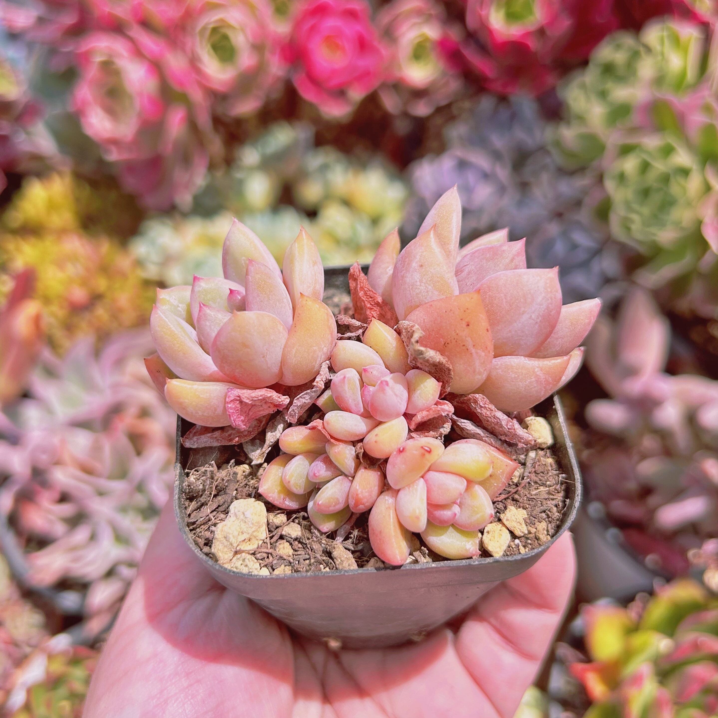 1138現物 多肉植物 シャネル 抜き苗 | るる農園~多肉植物専門