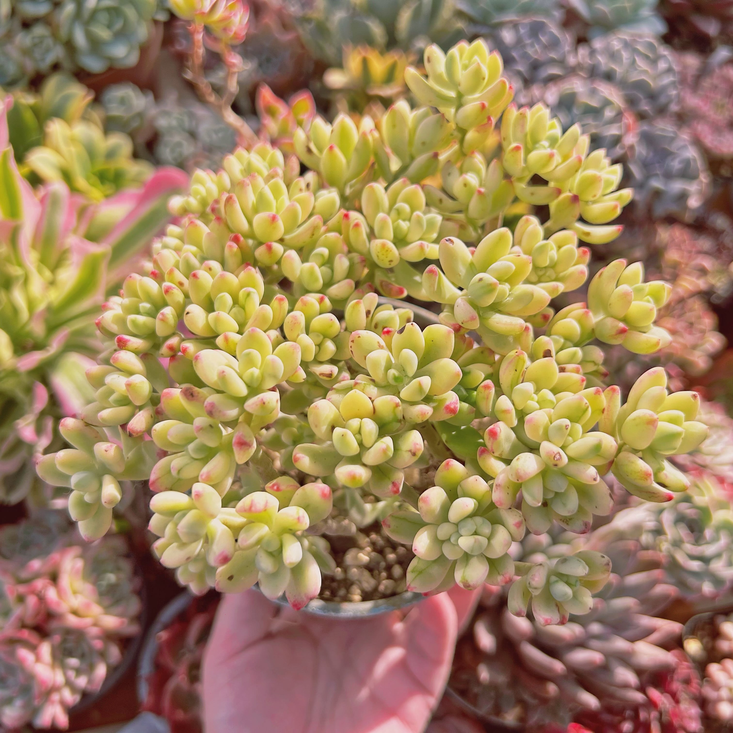 多肉植物 新品種 Sedum マイキーシュガー錦 特大 | るる農園~多肉植物専門