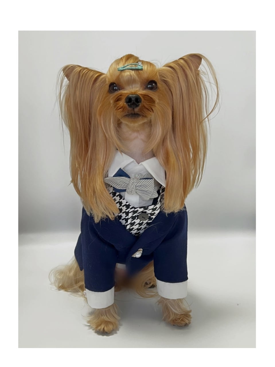 犬服】生地見本♡星柄 うま