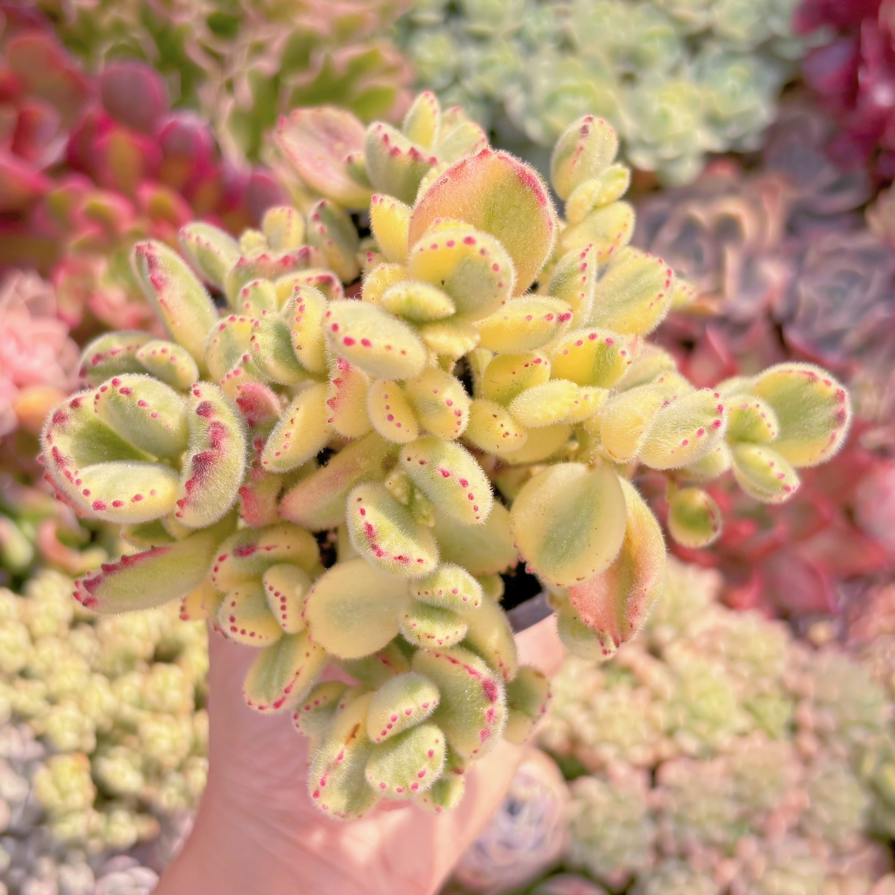 現品　白熊#611　るる農園