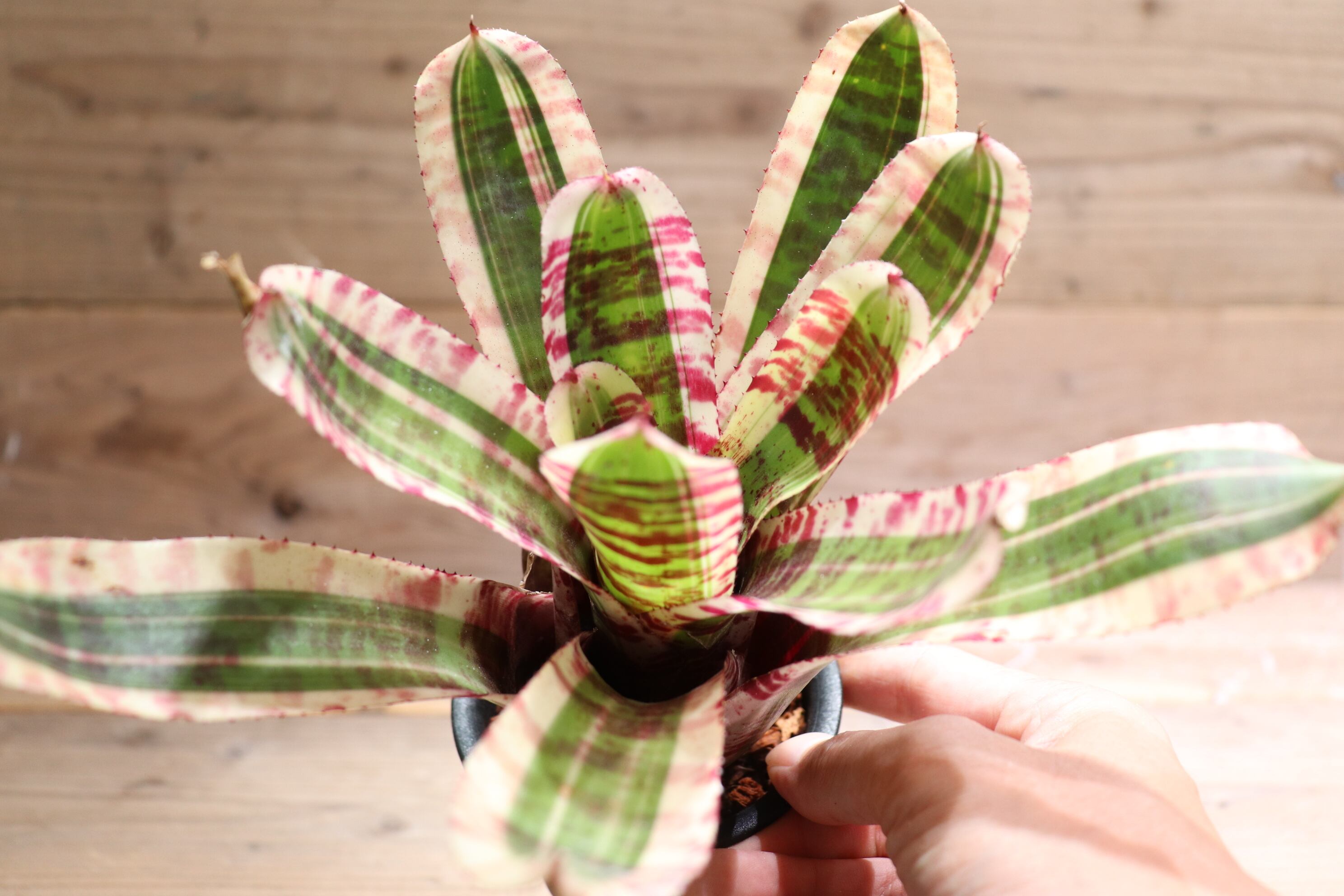 Neoregelia 'King cobra'〔ネオレゲリア〕現品発送N0253