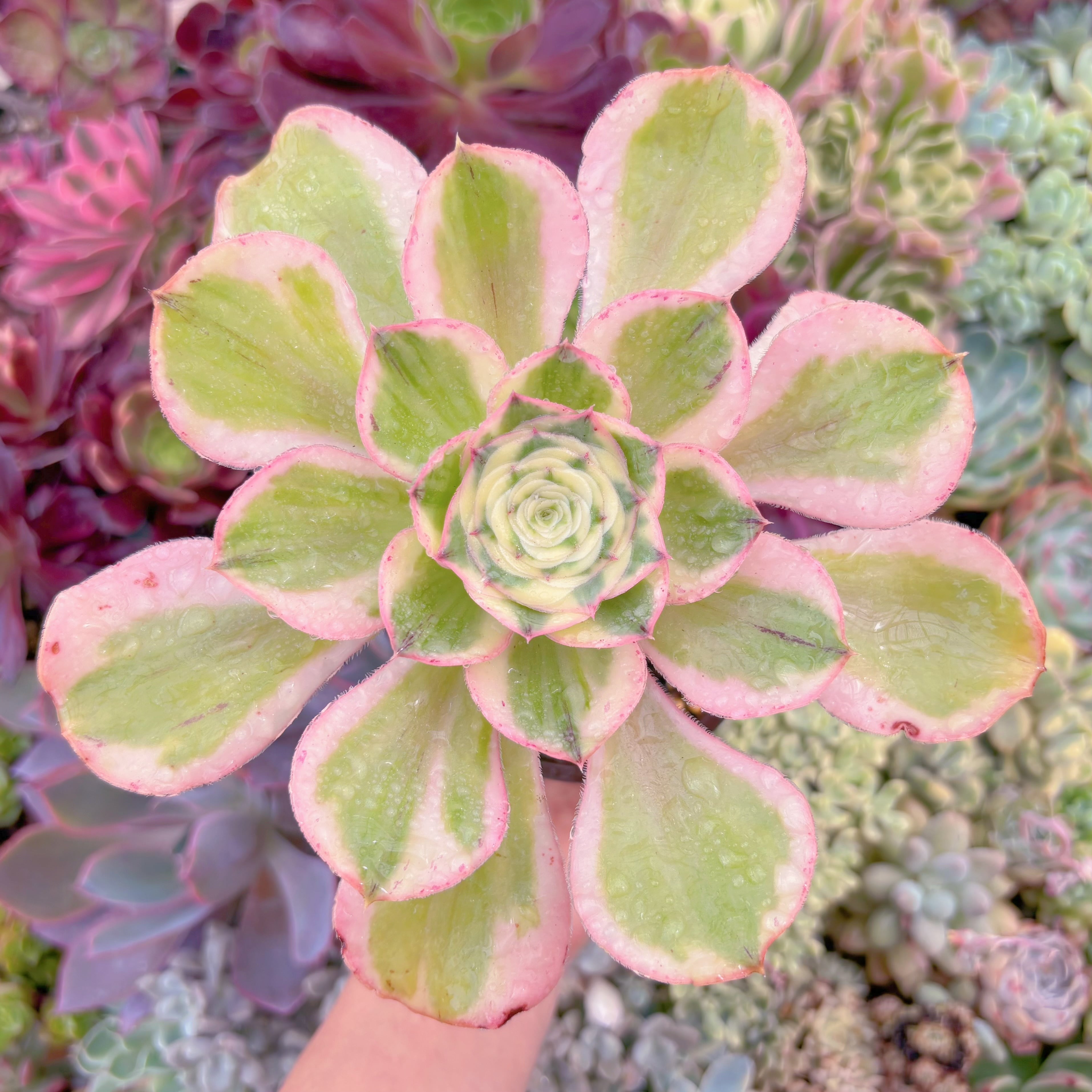 現品　燕姿錦#002　るる農園