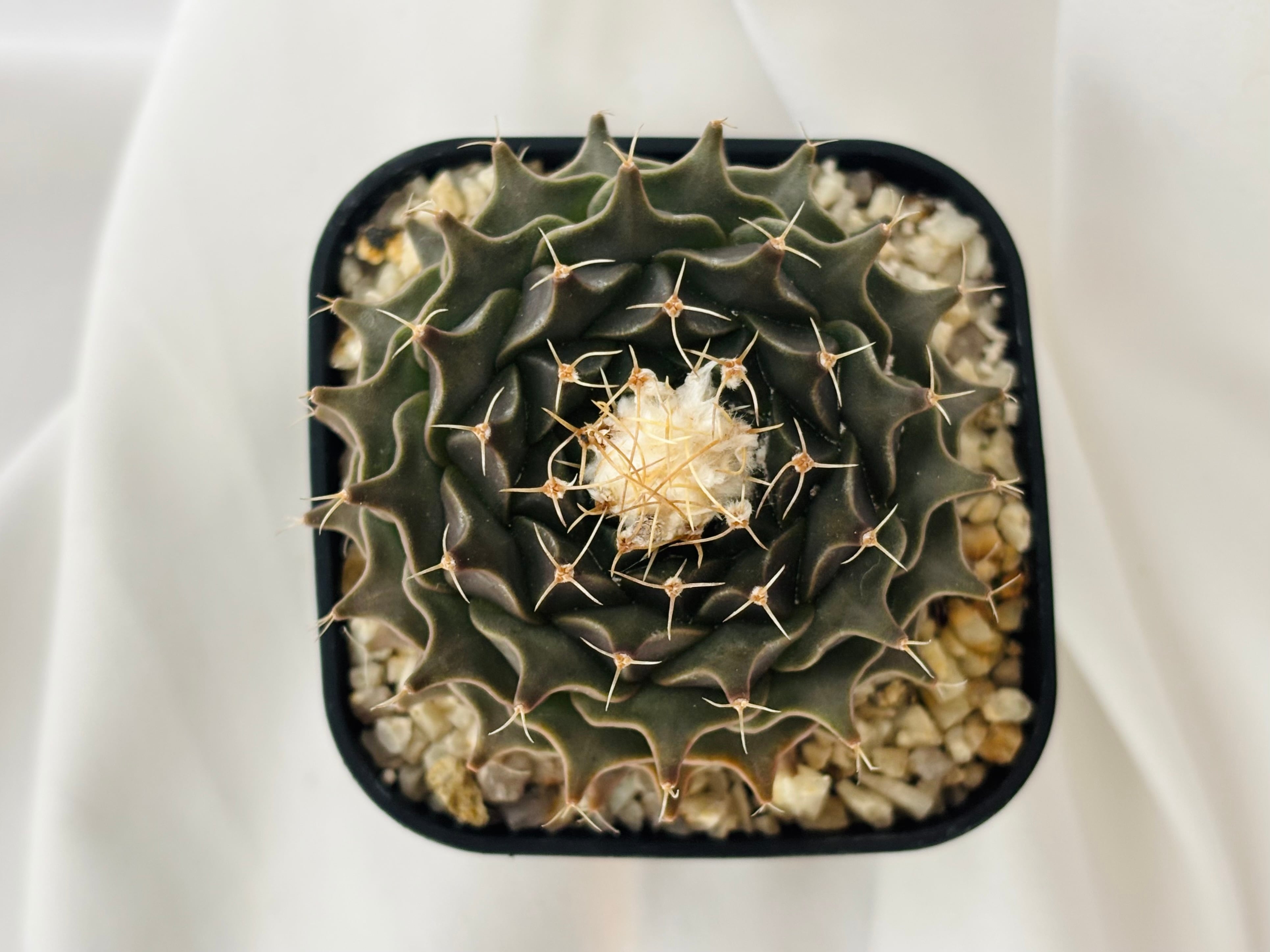 Obregonia denegrii オブレゴニア 小疣帝冠 サボテン | plants MARU
