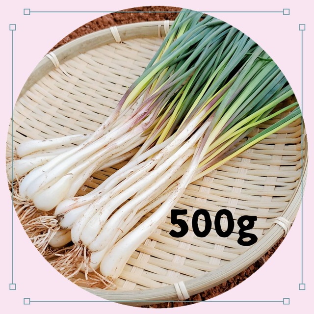 【送料無料】『細め』島らっきょう 500ｇ　