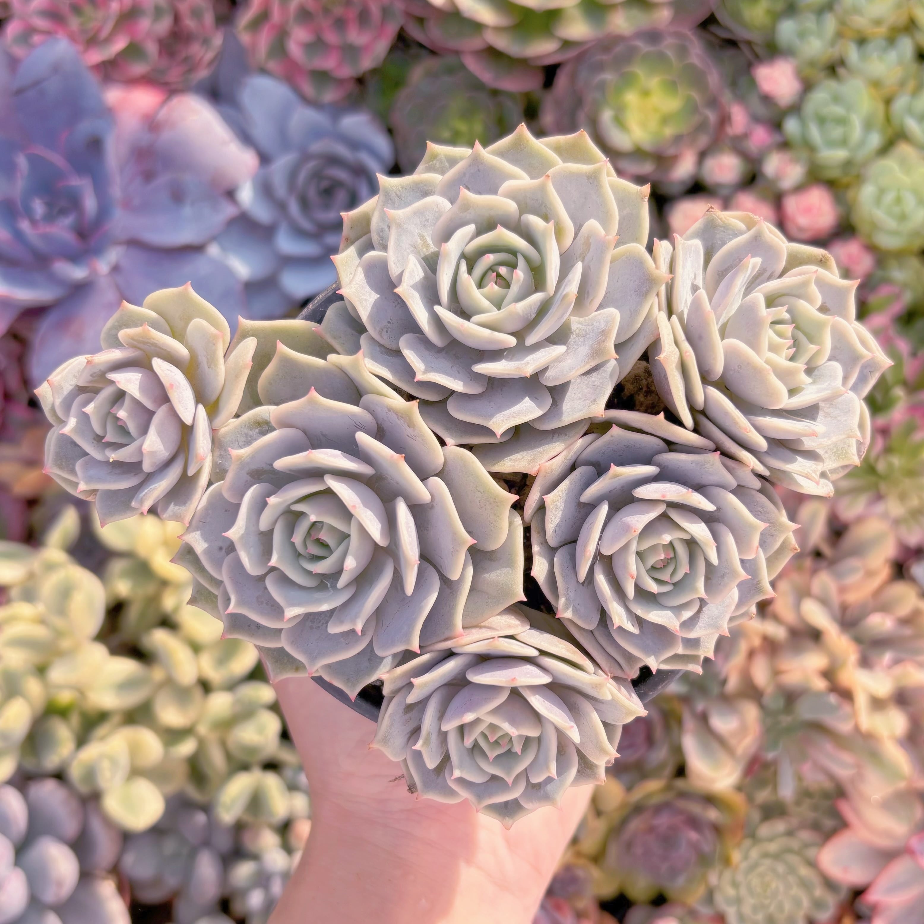 現品　ローラ#A044　大群生　新入荷　るる農園