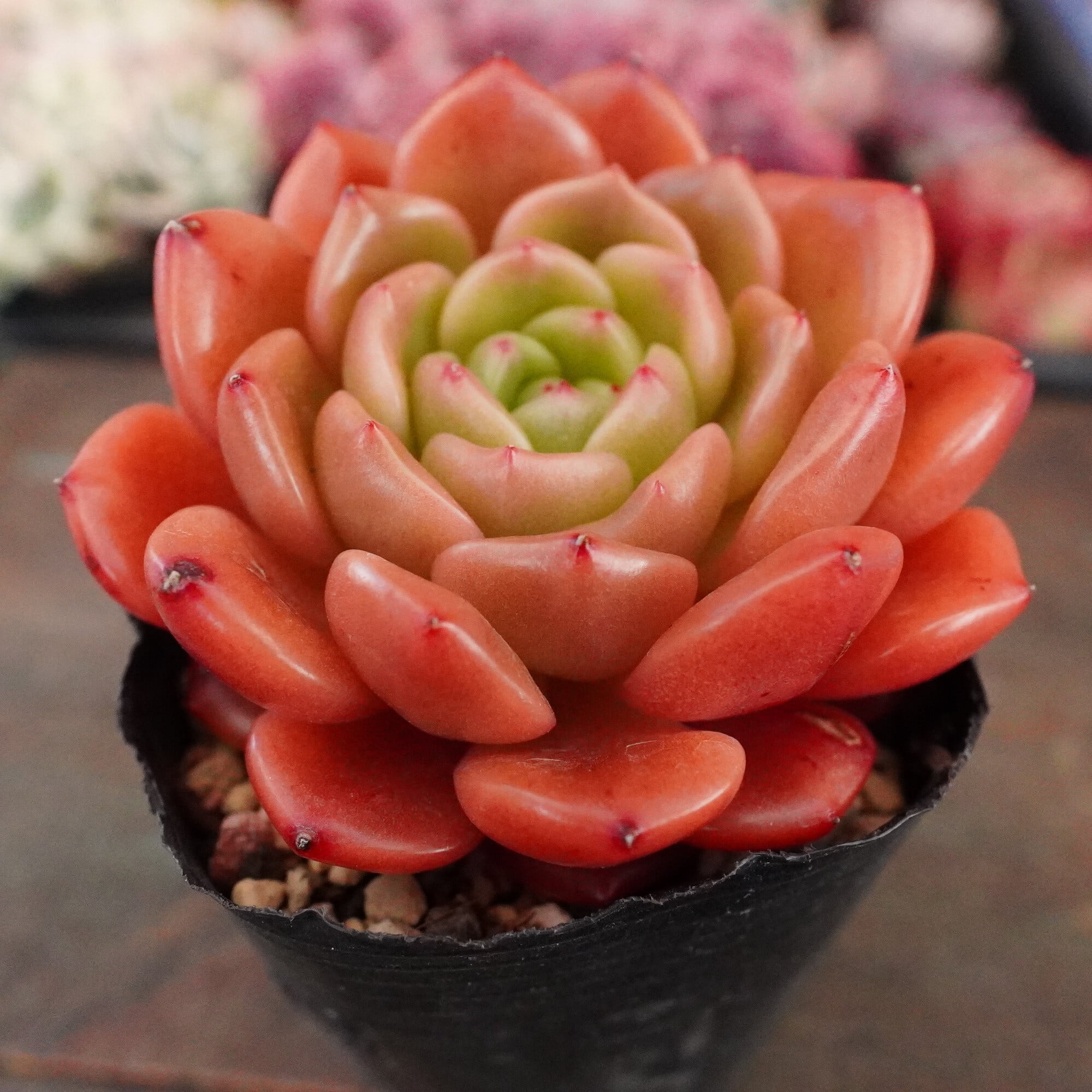 多肉植物 | E-TANIKU