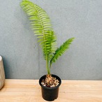 ［現品］【希少】J  ディオーンスピヌロスム　5号　観葉植物　レア　メキシコソテツ　珍しい　屋外　
