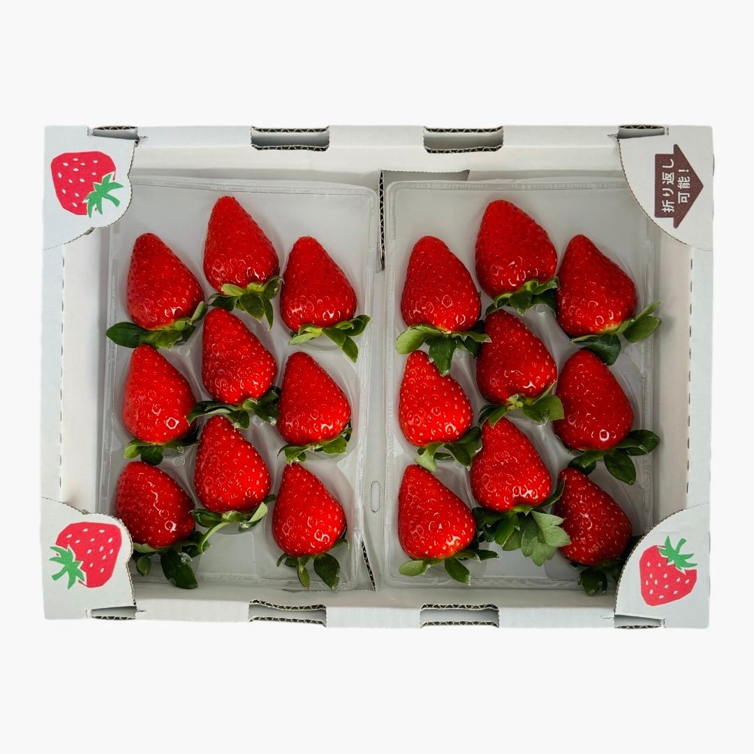 いちこ adidas golf シューズ ZG21 BOA アディダス ZG21ボアを試し履き