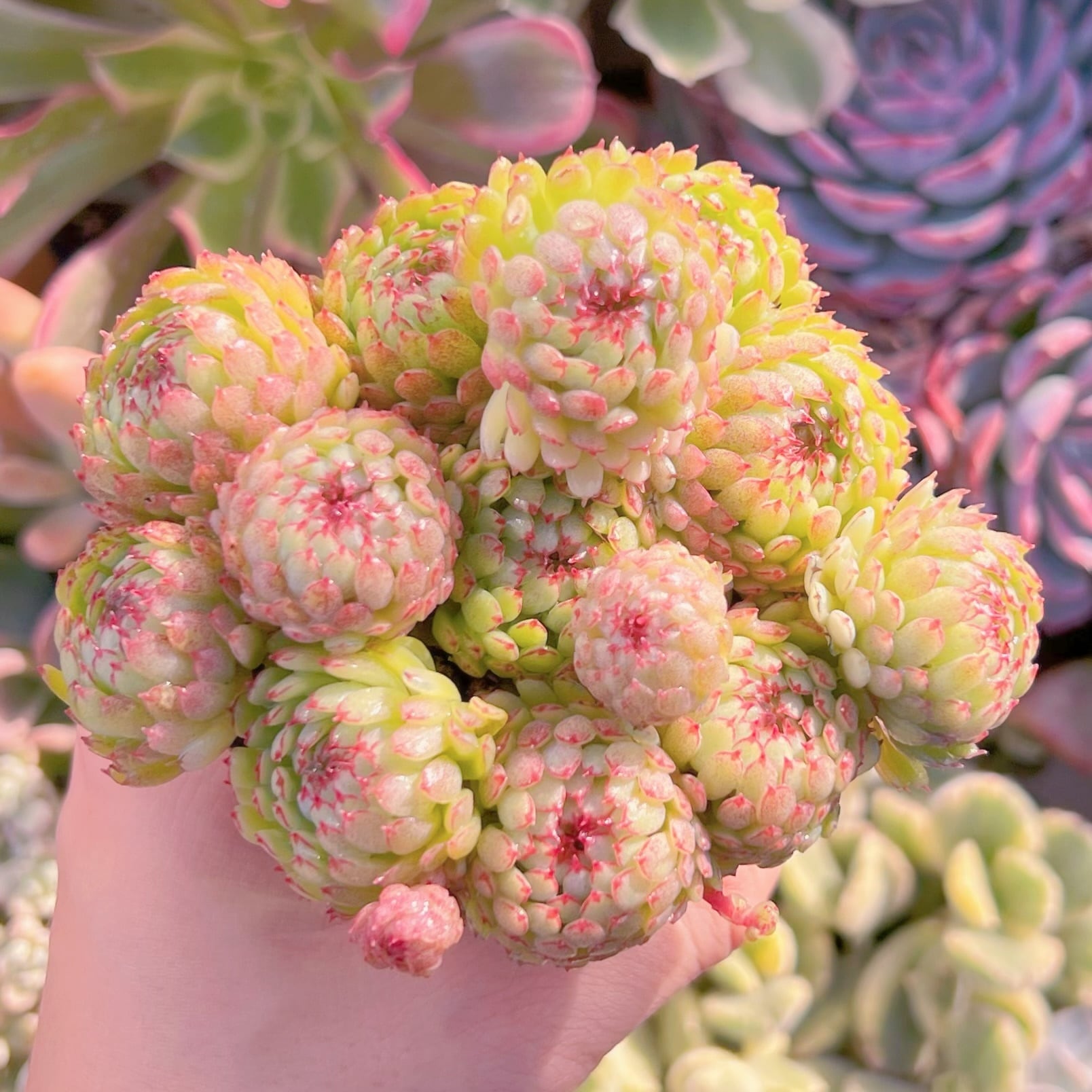 多肉植物　グロブローサ　群生　新入荷　るる農園