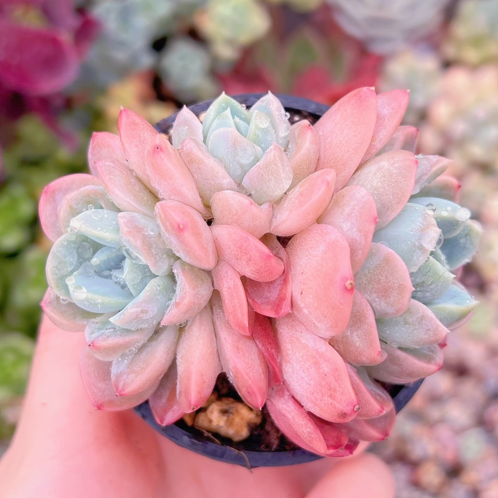 現品　苺大福#F237　群生　るる農園