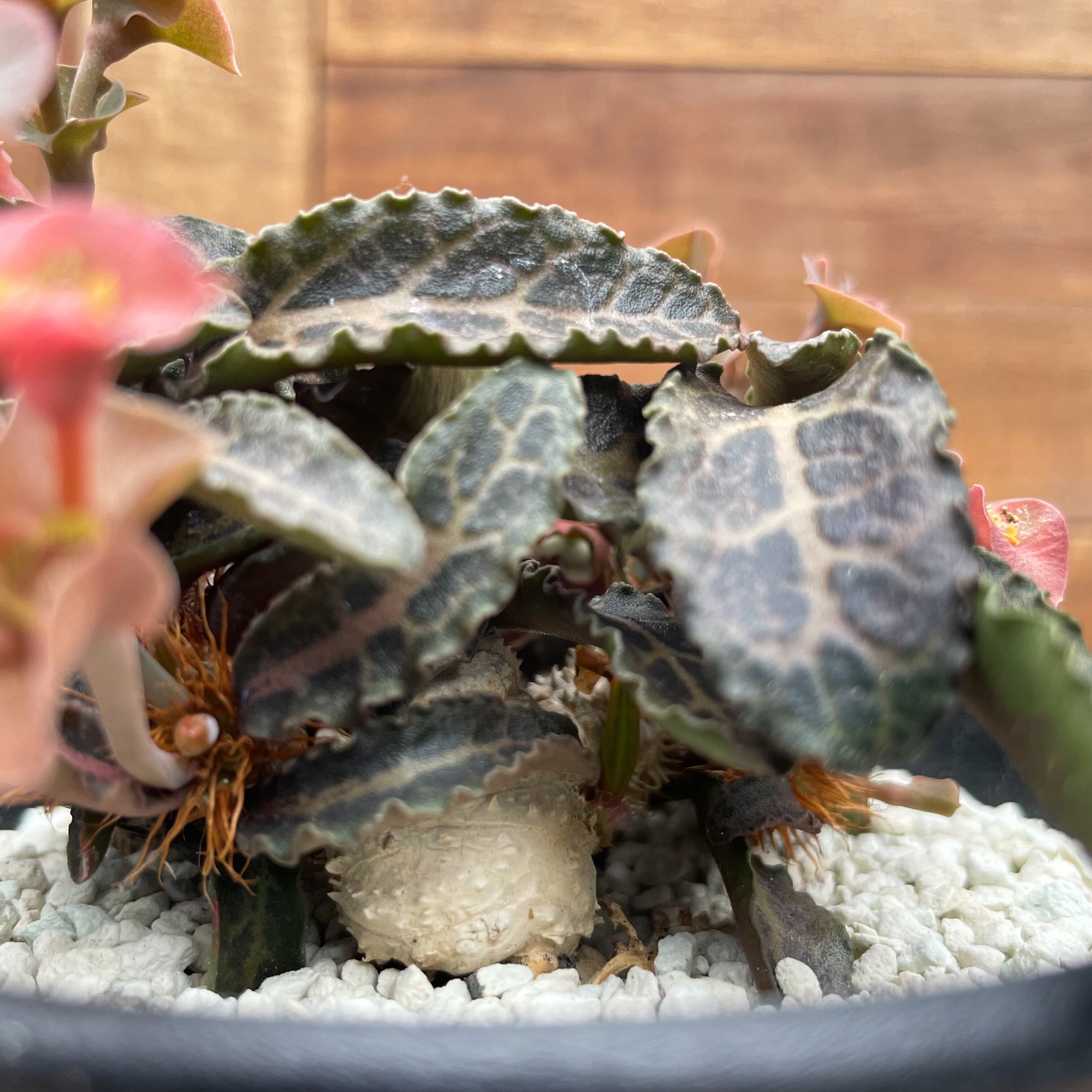 美葉選抜 幅広赤葉 Euphorbia francoisii selected フランコイシー/ 多肉植物 サボテン ユーフォルビア ユーホルビア アガベ パキプス . 美葉選抜 幅広赤葉 Euphorbia francoisii selected フランコイシー