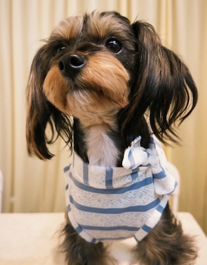 LACE BORDER TEE Blue