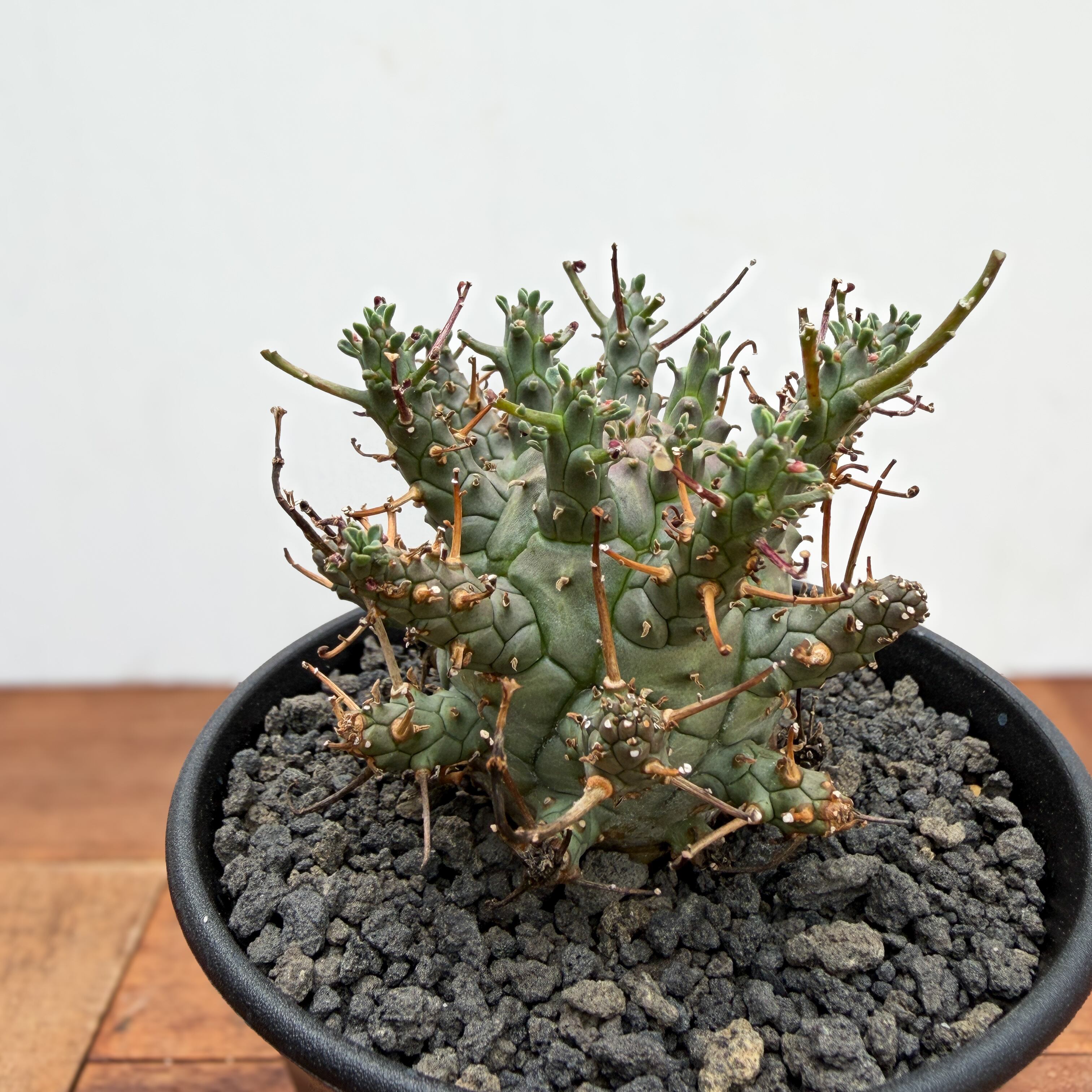 Euphorbia Decepta【ユーフォルビア・デセプタ・実生】 | RIMO'S GREEN
