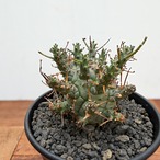Euphorbia Decepta【ユーフォルビア・デセプタ・実生】