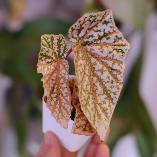 Begonia Snow Capped Variegata｜ベゴニア スノーキャップド 斑入り｜観葉植物