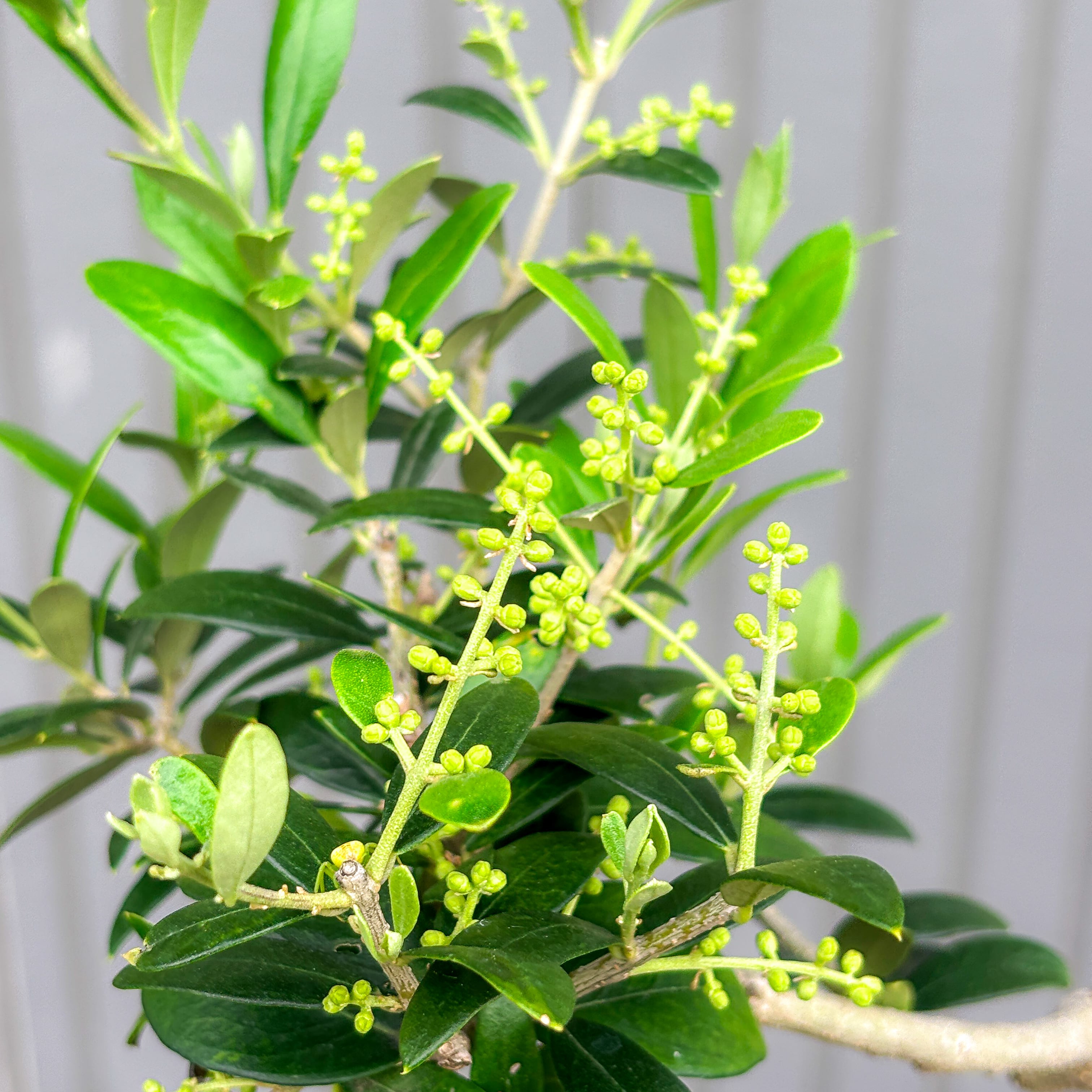 オリーブ 鉢植え 送料無料 アルベキナ｜育てやすい シンボルツリー