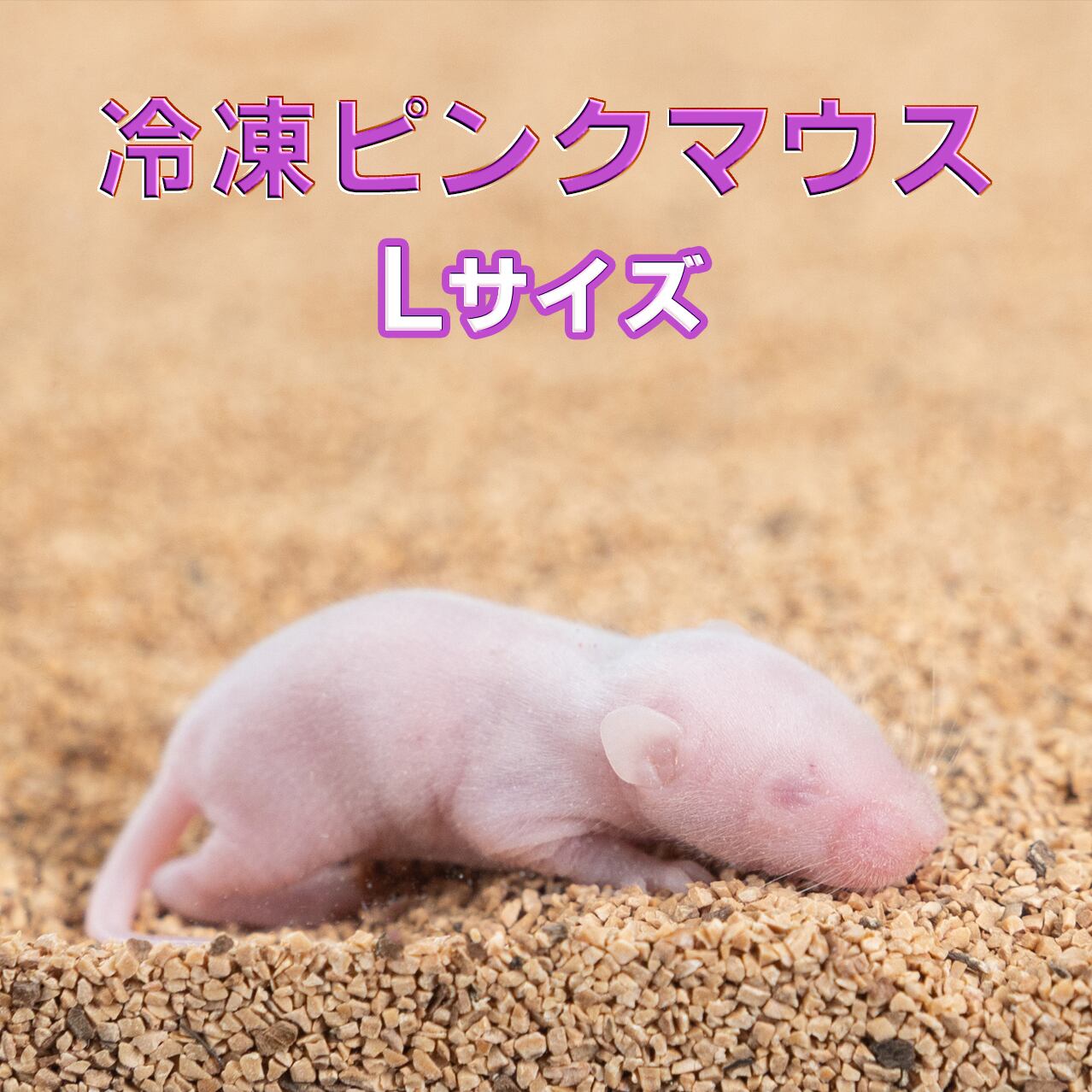 冷凍ヤワゲネズミ、冷凍ラット 冷凍 ヤワゲネズミ プチラット43~69g12