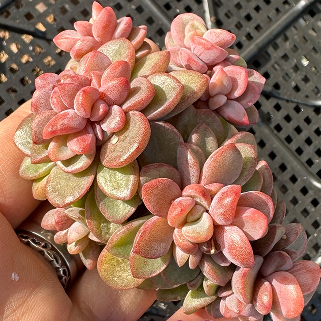 レズリー 多肉植物 韓国苗 | REONA Succulents