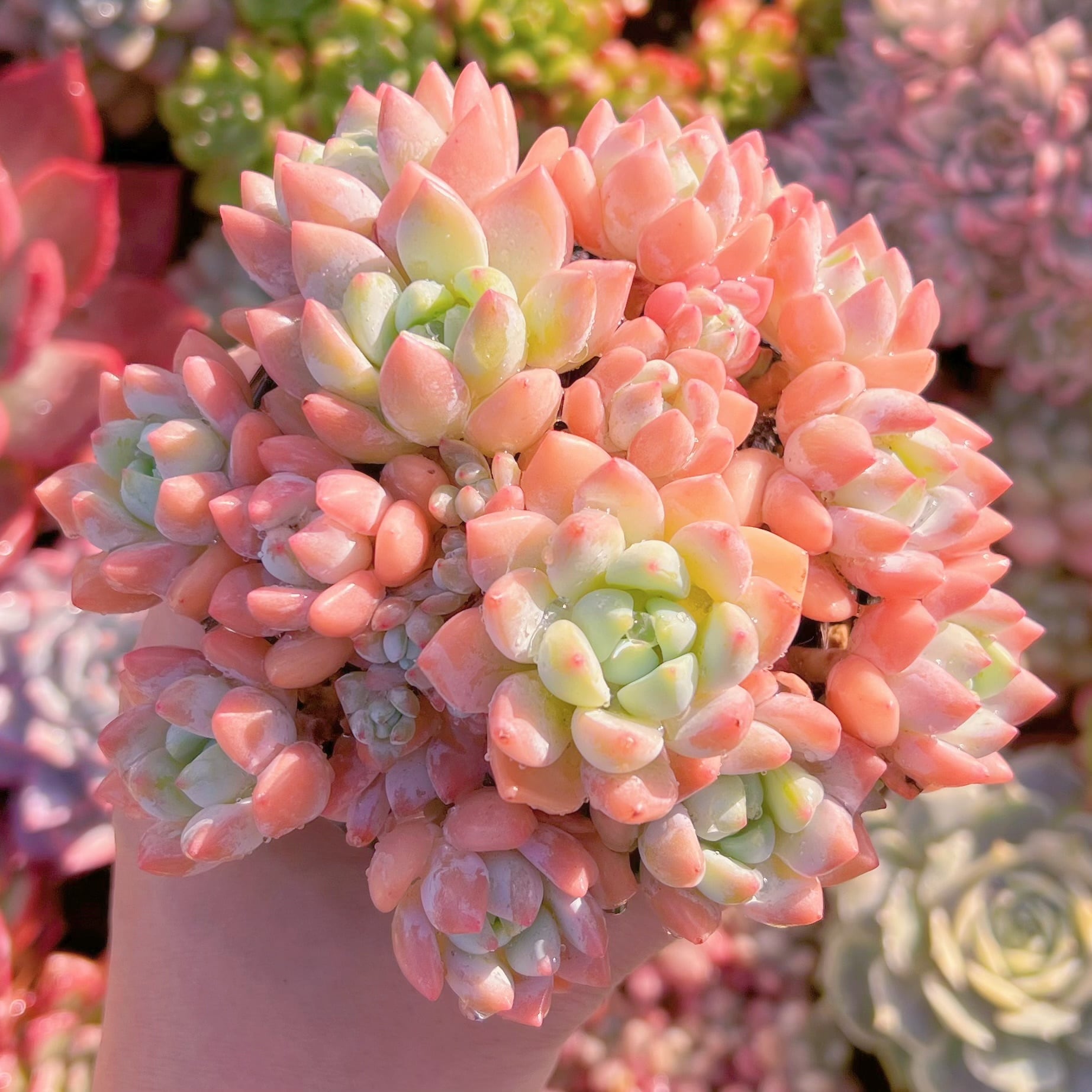 現品　プロリフェラxラウル#1132   るる農園