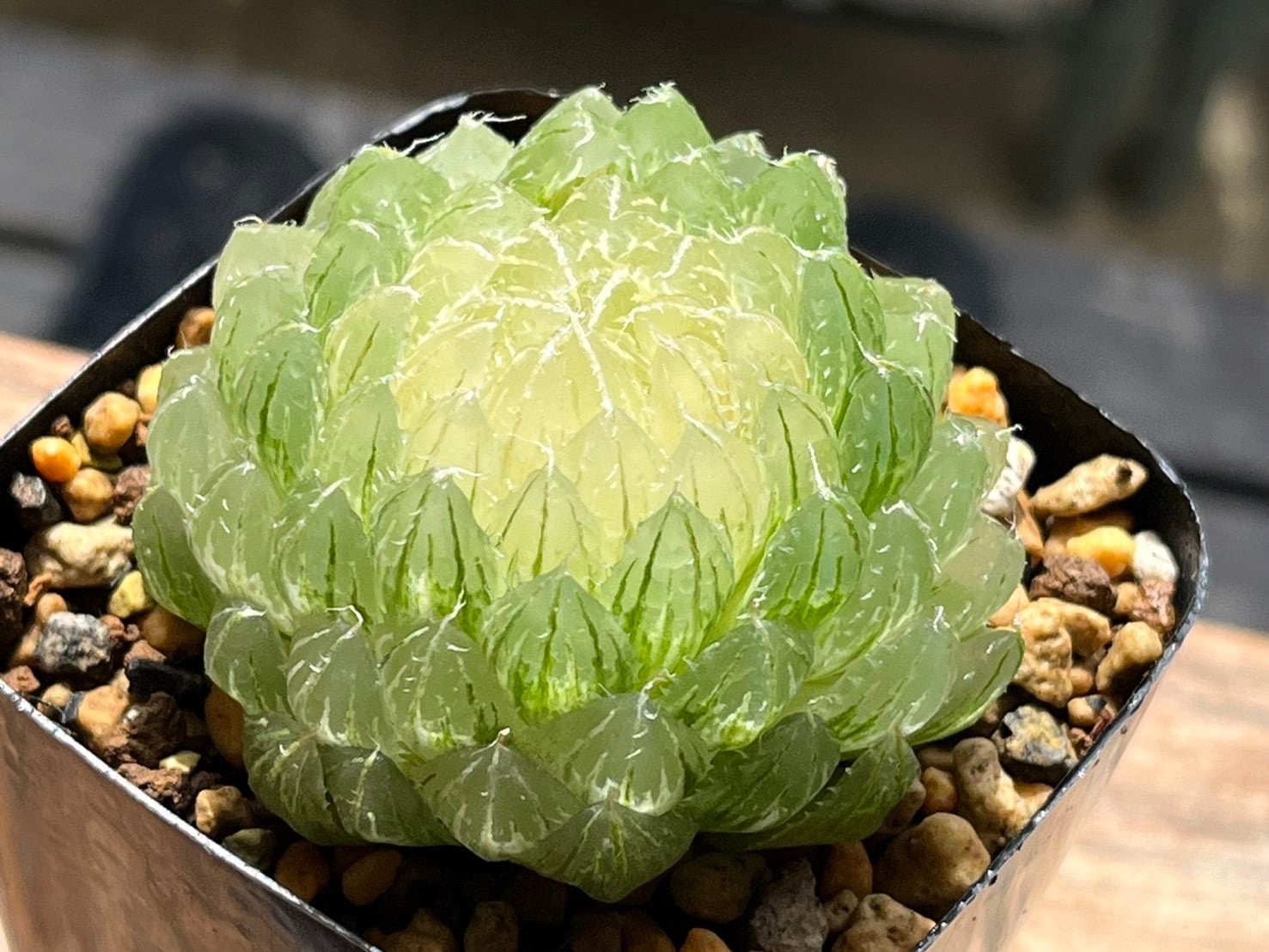 多肉植物 ハオルチア オブツーサ錦 臙脂(えんじ) 糊斑（オブツーサ錦の 