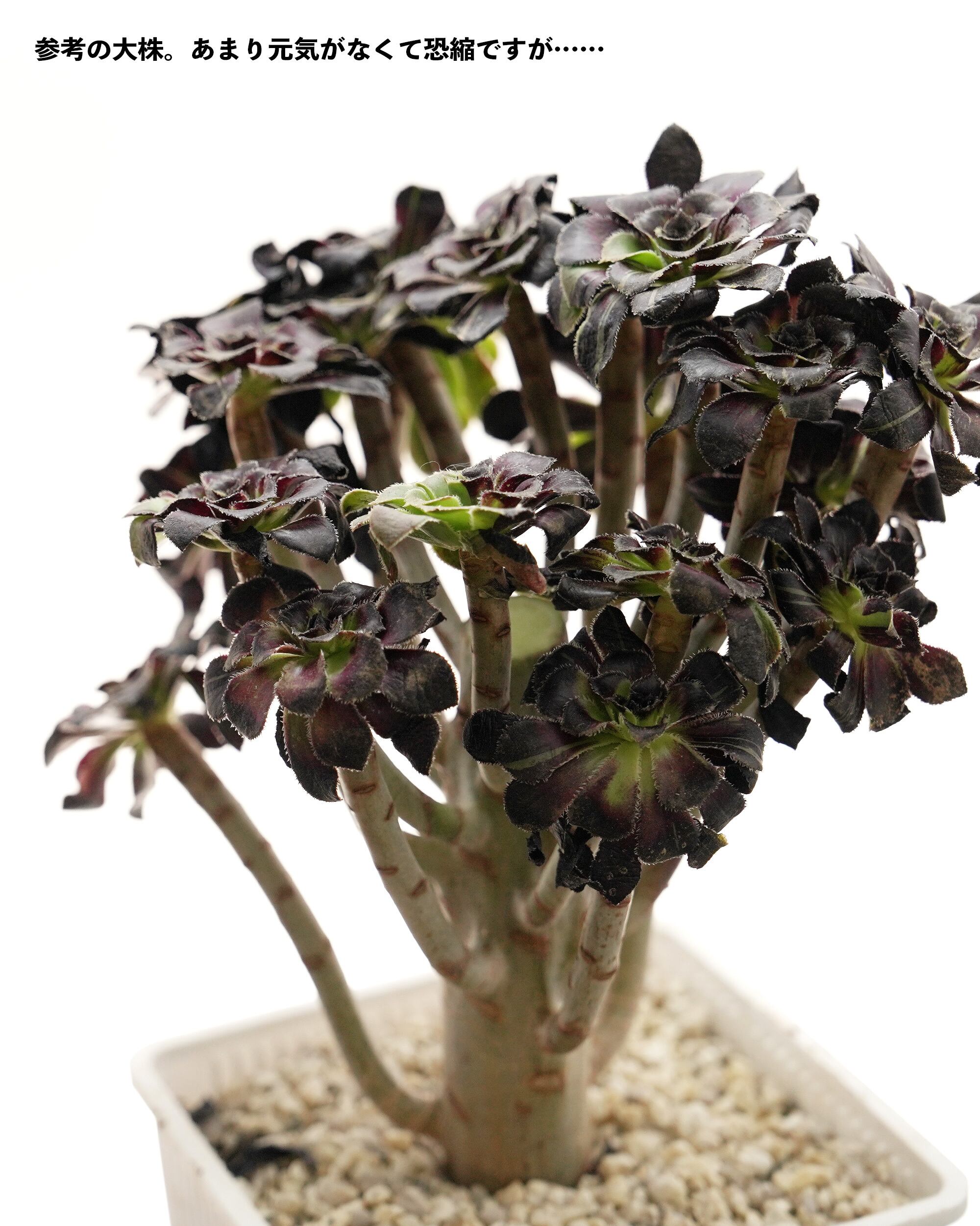 カット苗 アエオニウム 水墨画 Aeonium 'Ink Painting' | PUKUBOOK