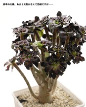 カット苗 アエオニウム 水墨画 Aeonium 'Ink Painting'