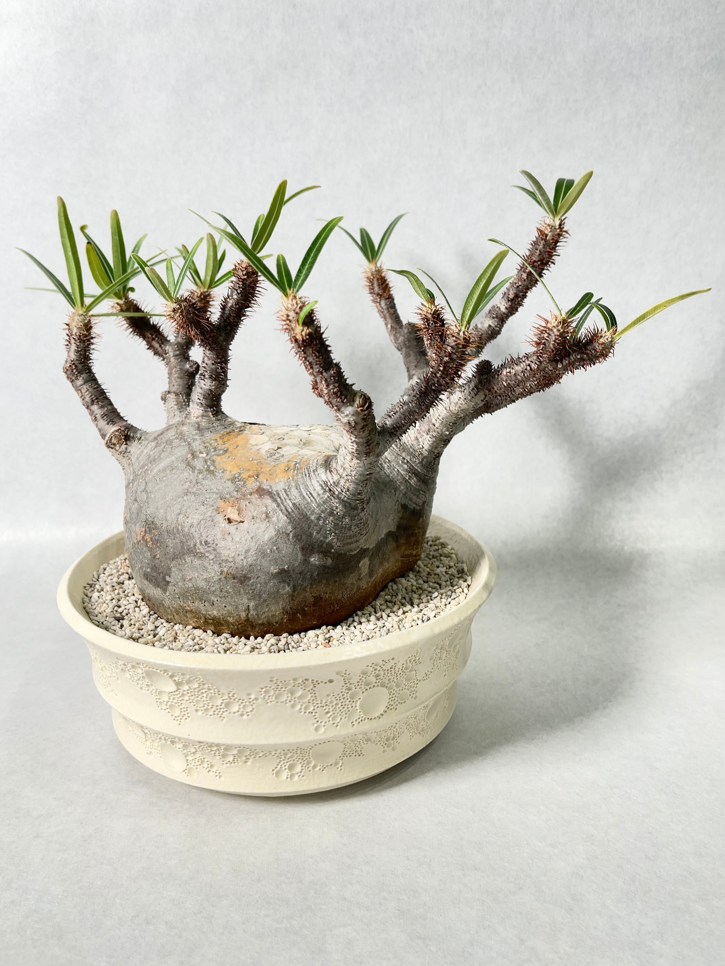 ぽ*る様 パキポディウム　グラキリス　作家鉢 Yahoo!オークション - G パキポディウム グラキリス SRL鉢付