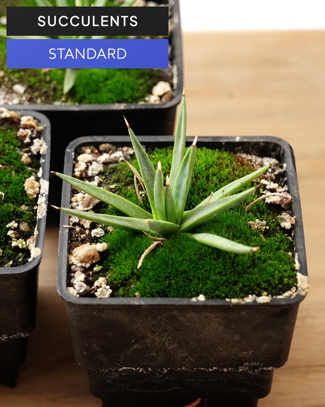 抜き苗 アルボピローサ Agave albopilosa