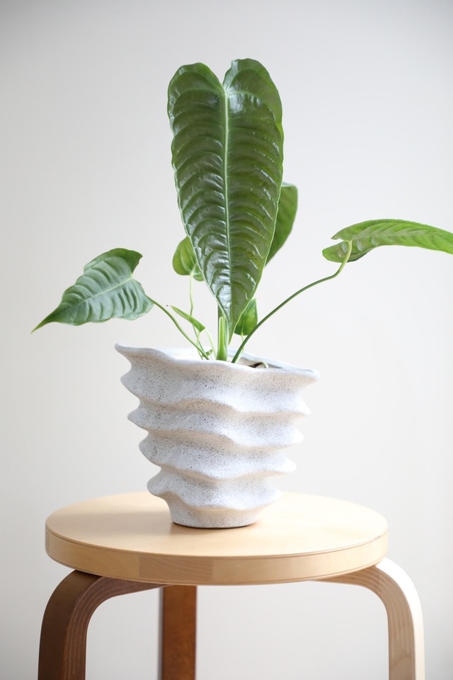 【M】アンスリウム ベイチー/Anthurium