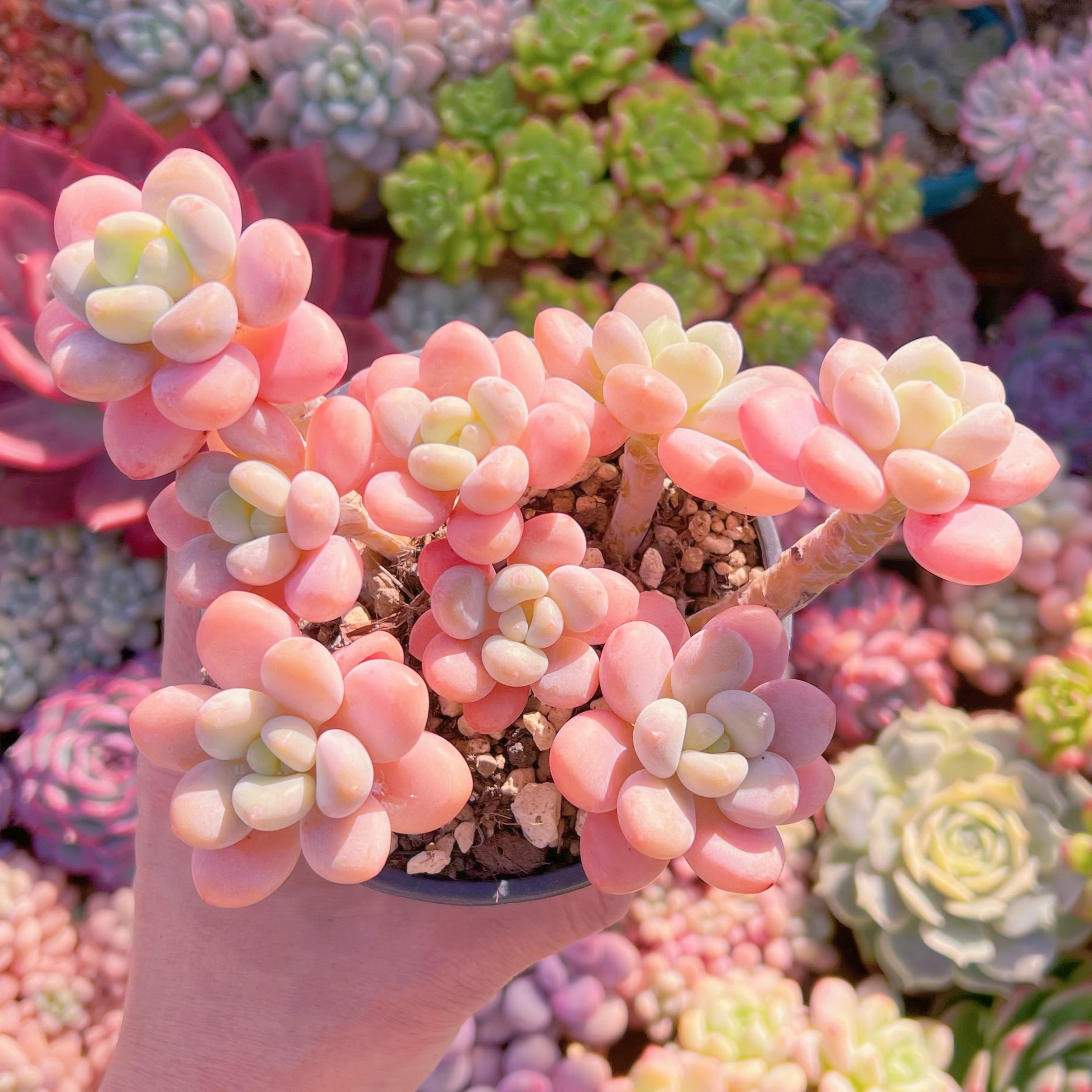 現品　マカロン#005　大群生　新入荷