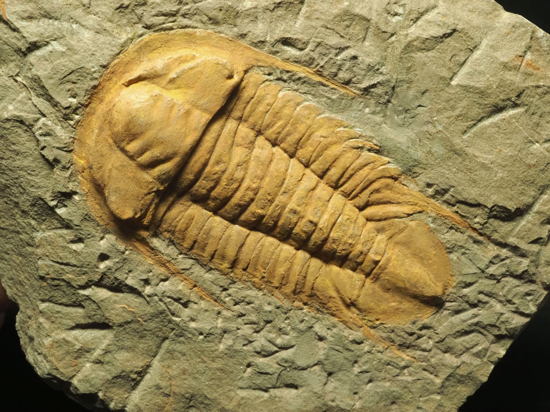 三葉虫化石 約69.8mm Trilobites / 三葉虫 | 化石・隕石・鉱物の販売 JURASSIC