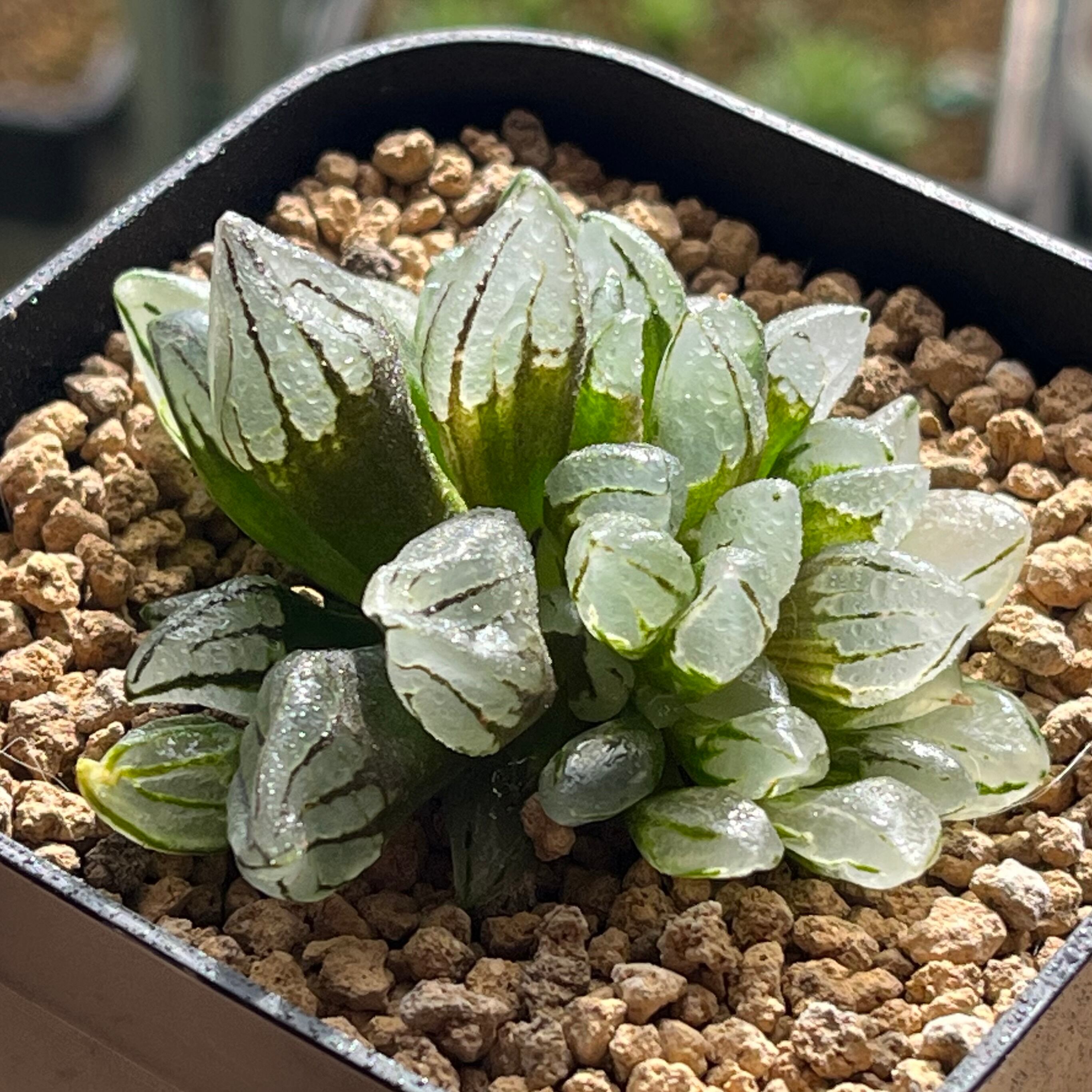 ハオルチア ピグマエアミュータント 特異株 | mocono_plants