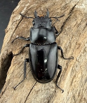 【WD】《 ギラファノコギリ亜種マキタイ ミンドロ島産 96mm ペア》