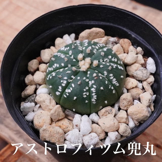 ミニサボテン！【アストロフィツム兜丸 4】実生シリーズ　小さな小さなサイズ