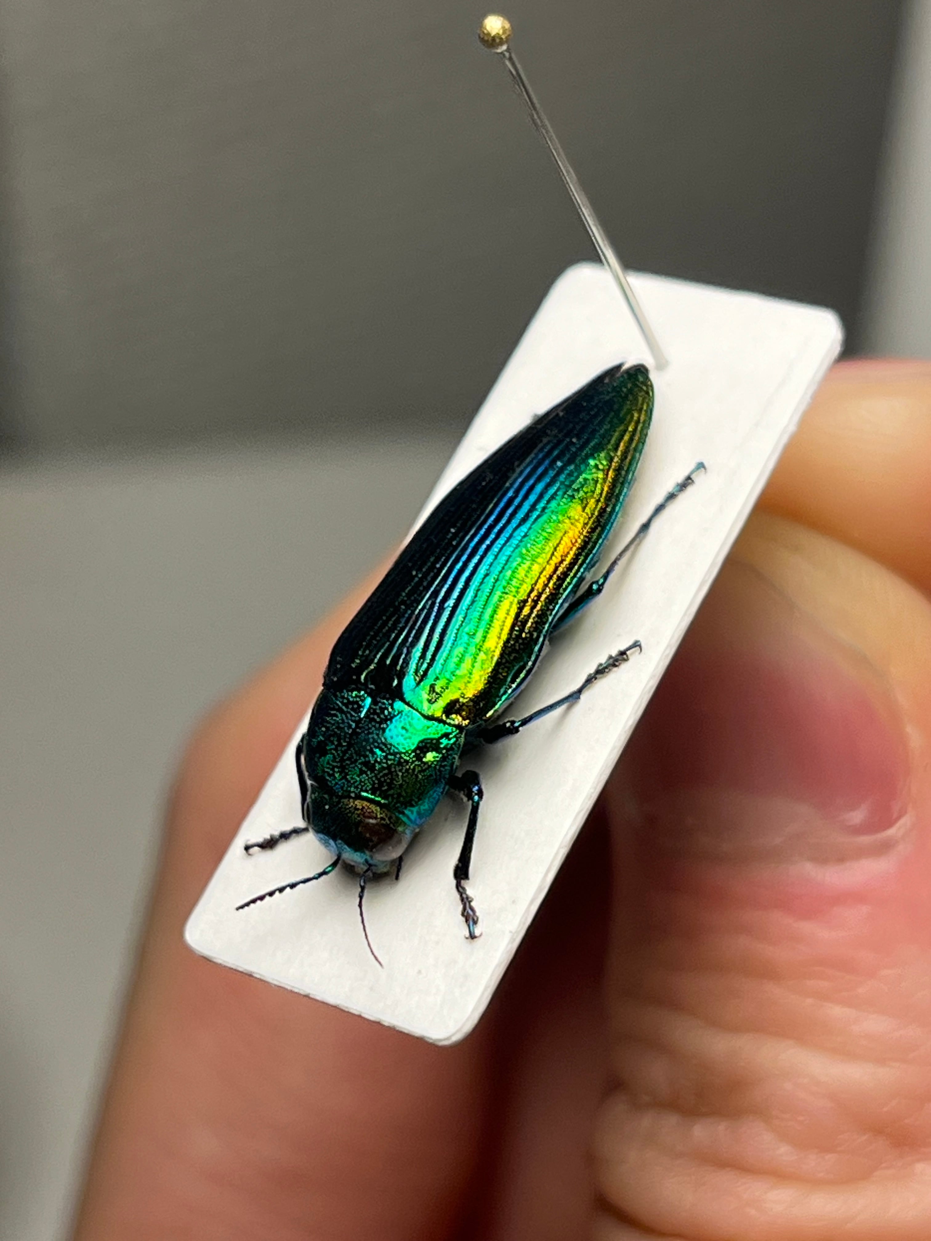 青玉虫最高峰】エゾアオタマムシ Bigサイズ 昆虫標本 コブハムシ