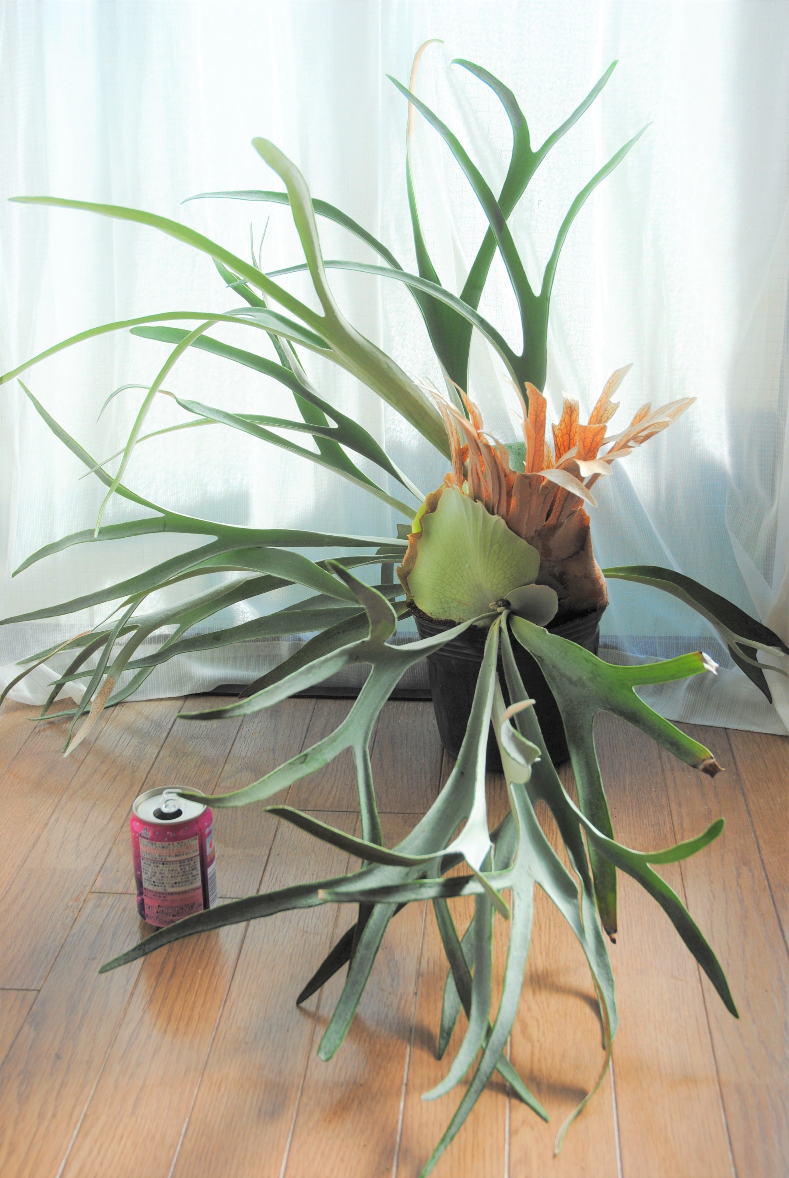 Platycerium veitchii ビカクシダ ビーチー | plants MARU ーサボテン