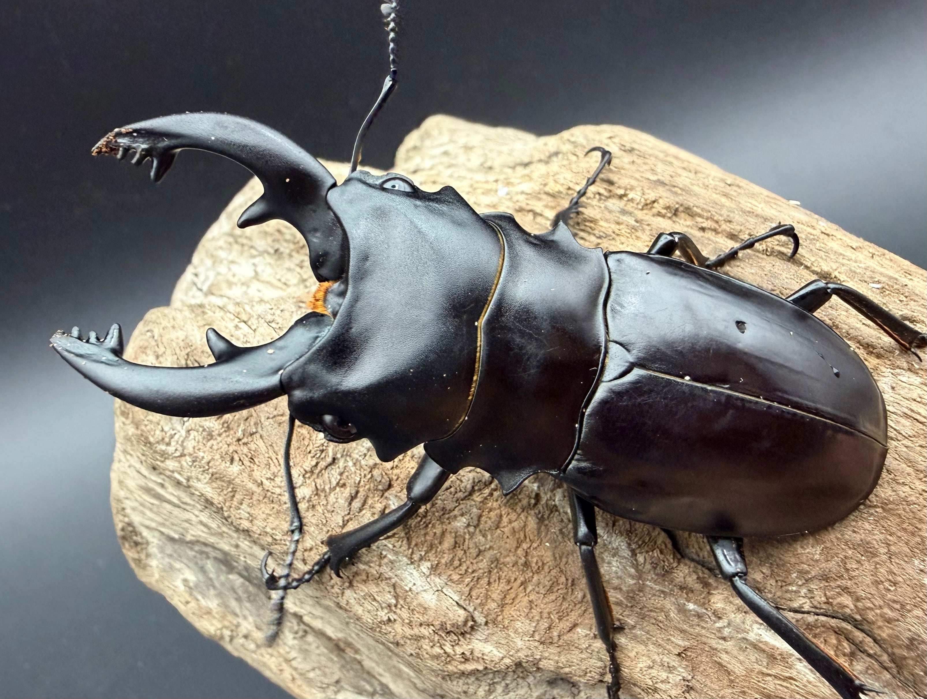 顎MAZIORA】ギガンテウスシワバネクワガタ 昆虫標本 ニジイロクワガタ