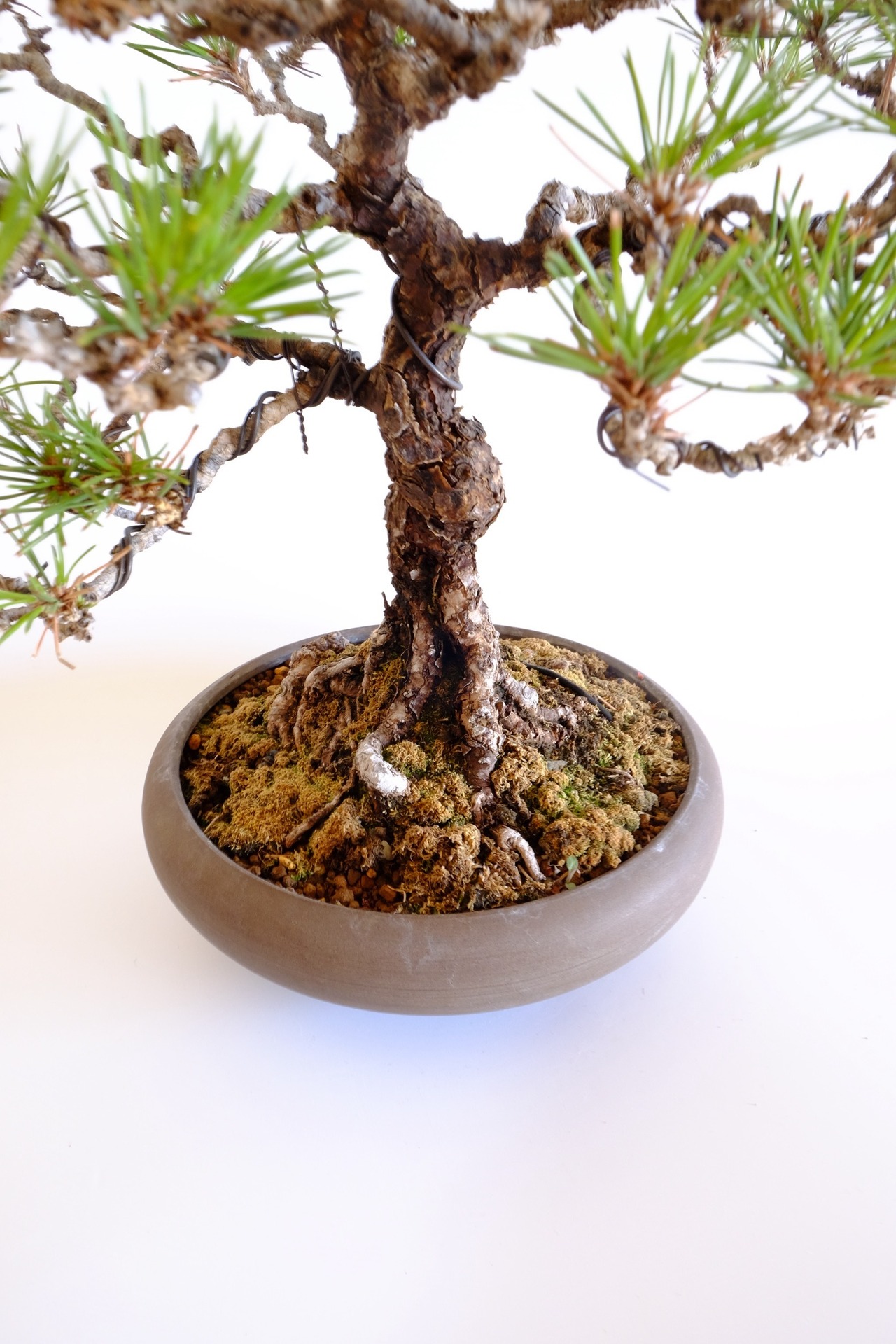 5. 黒松 Kuromatsu (Black pine)