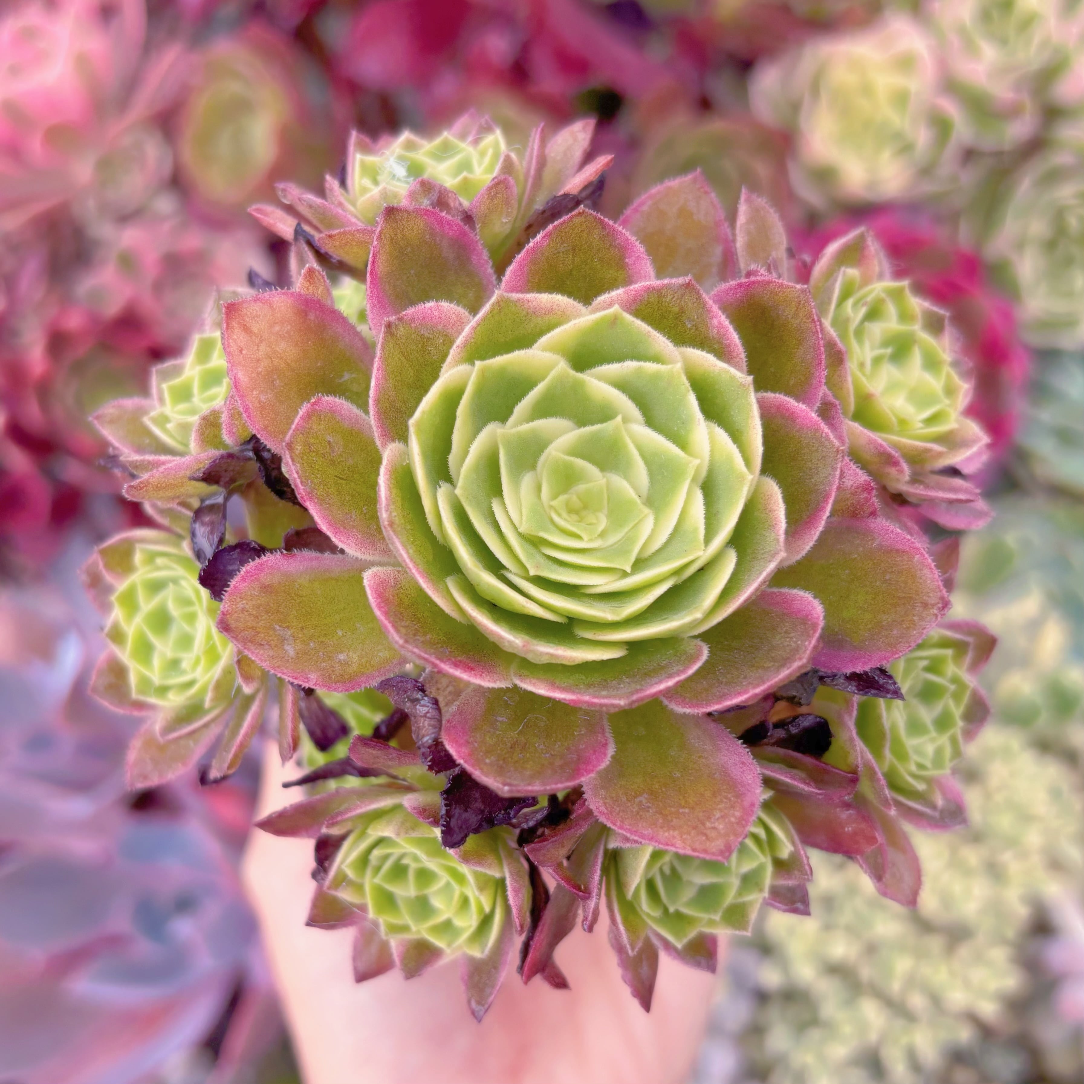 現品　海王#262　群生　るる農園