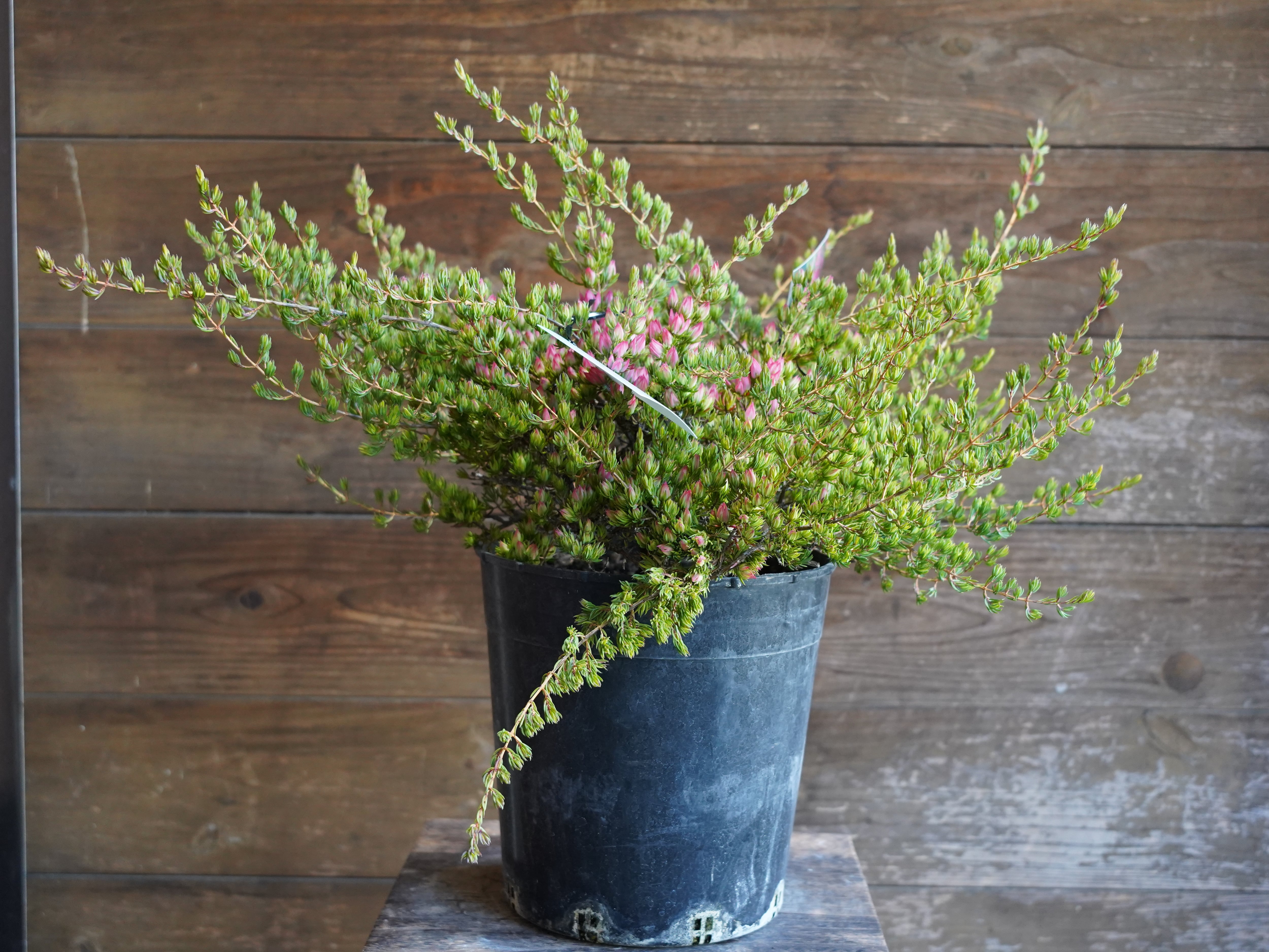 【現物】ダーウィニア　"タクシフォリア"